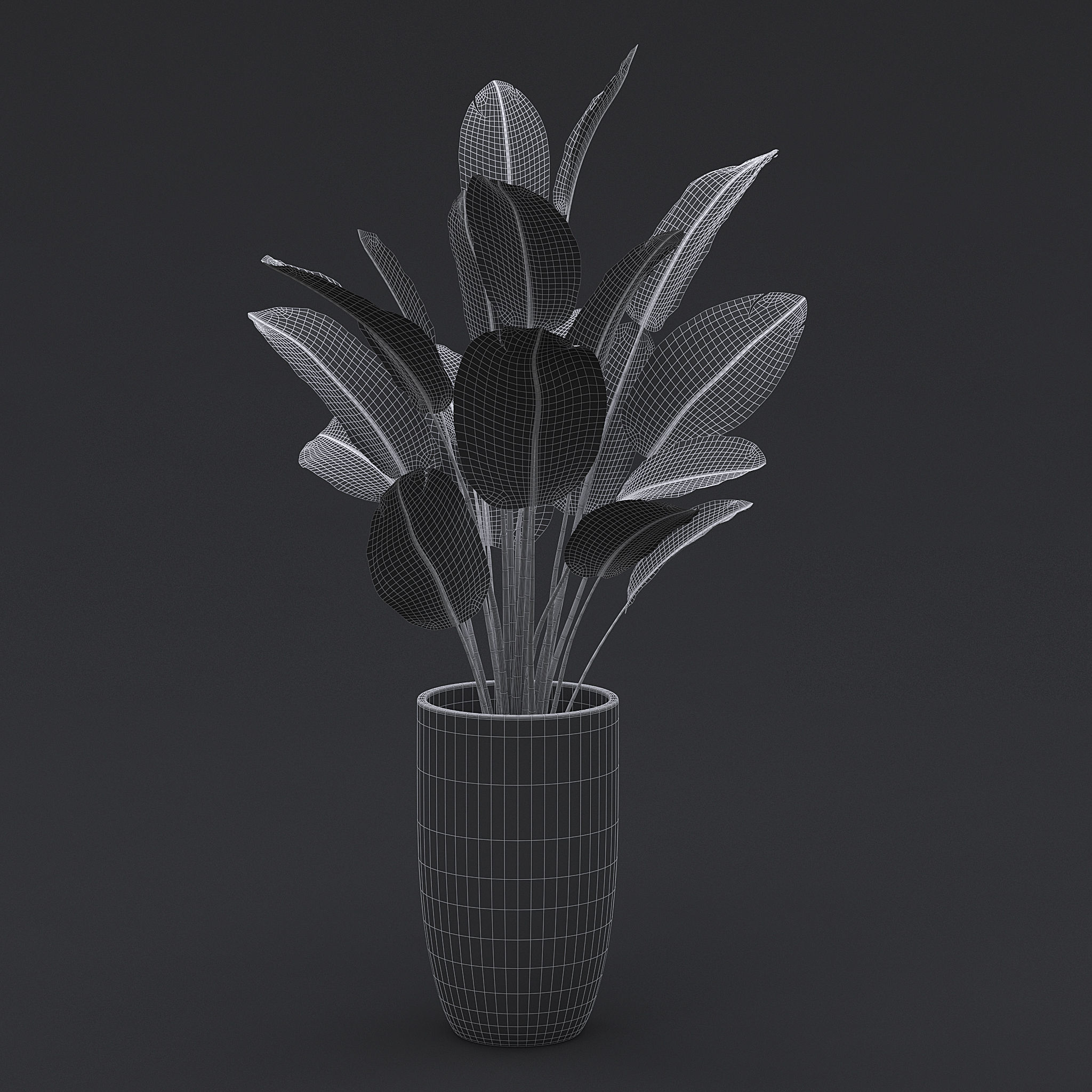 3D Bird Of Paradise II 3D model_5