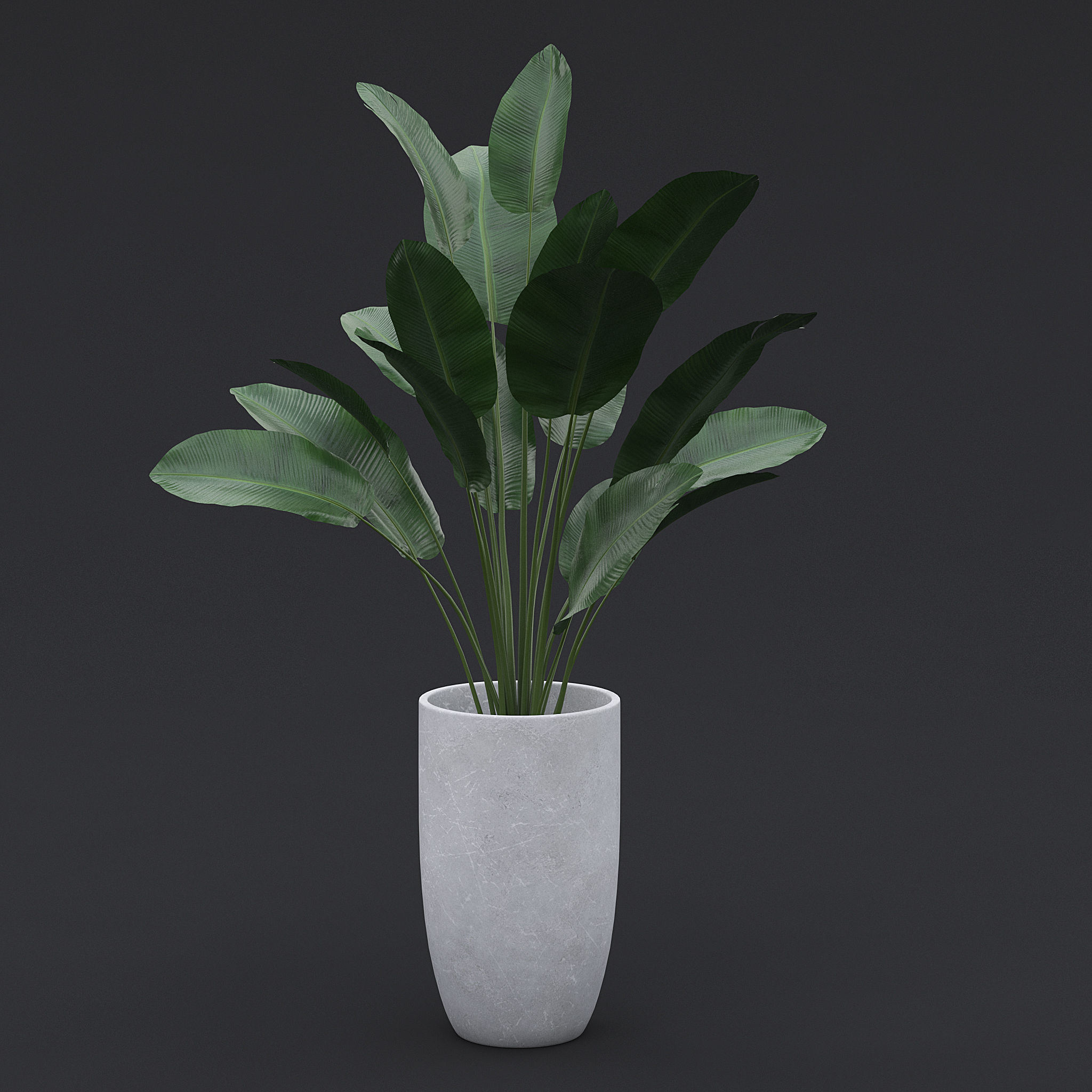 3D Bird Of Paradise II 3D model_1