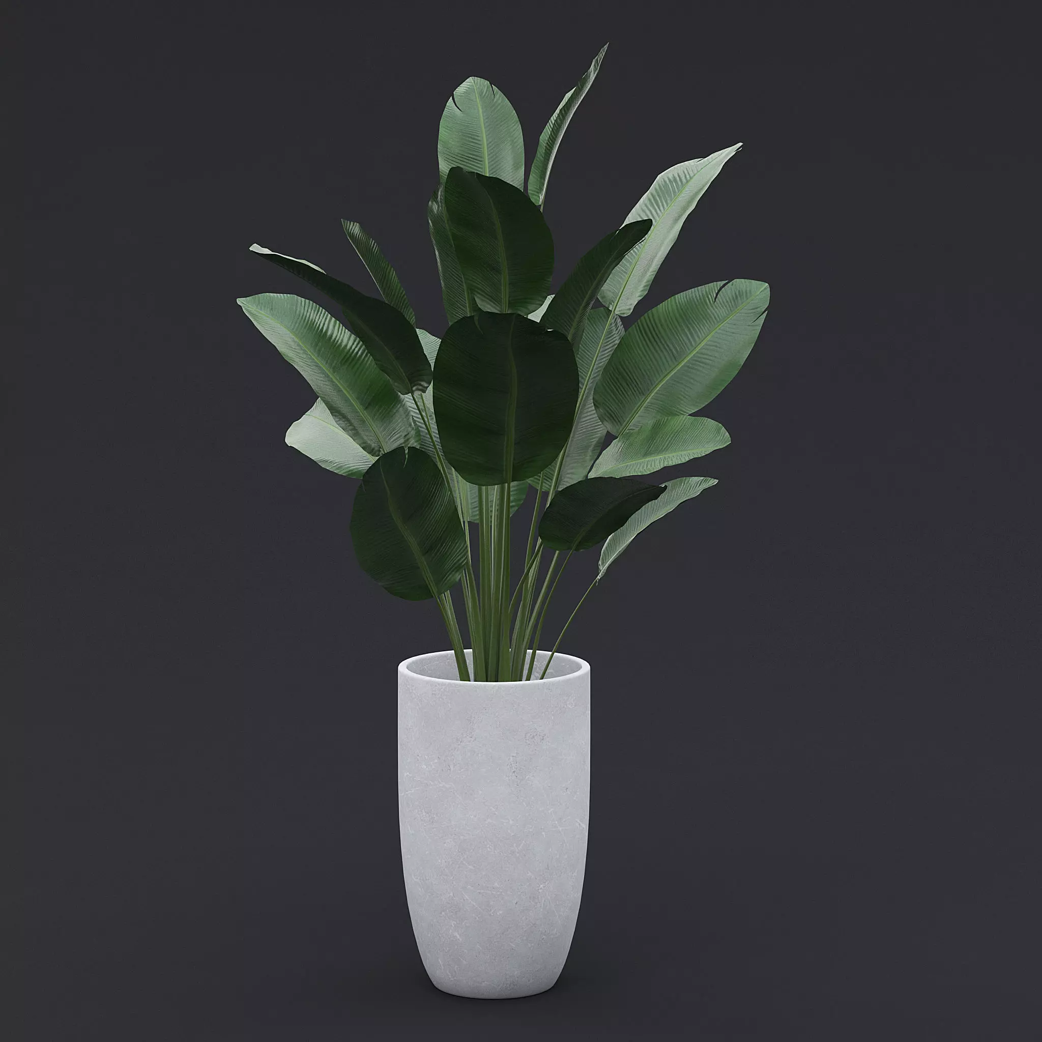 3D Bird Of Paradise II 3D model_0