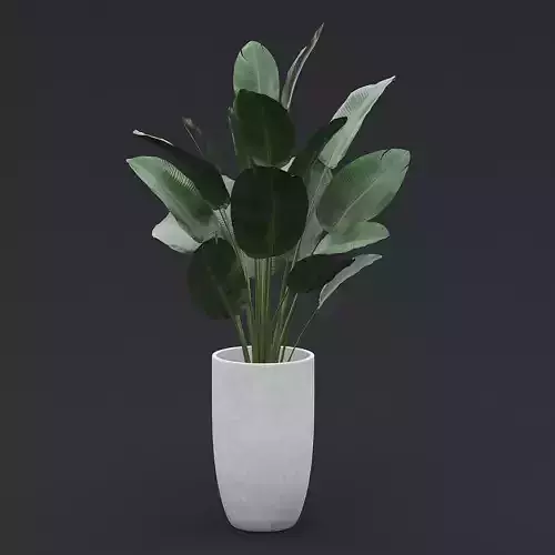 3D Bird Of Paradise II 3D model