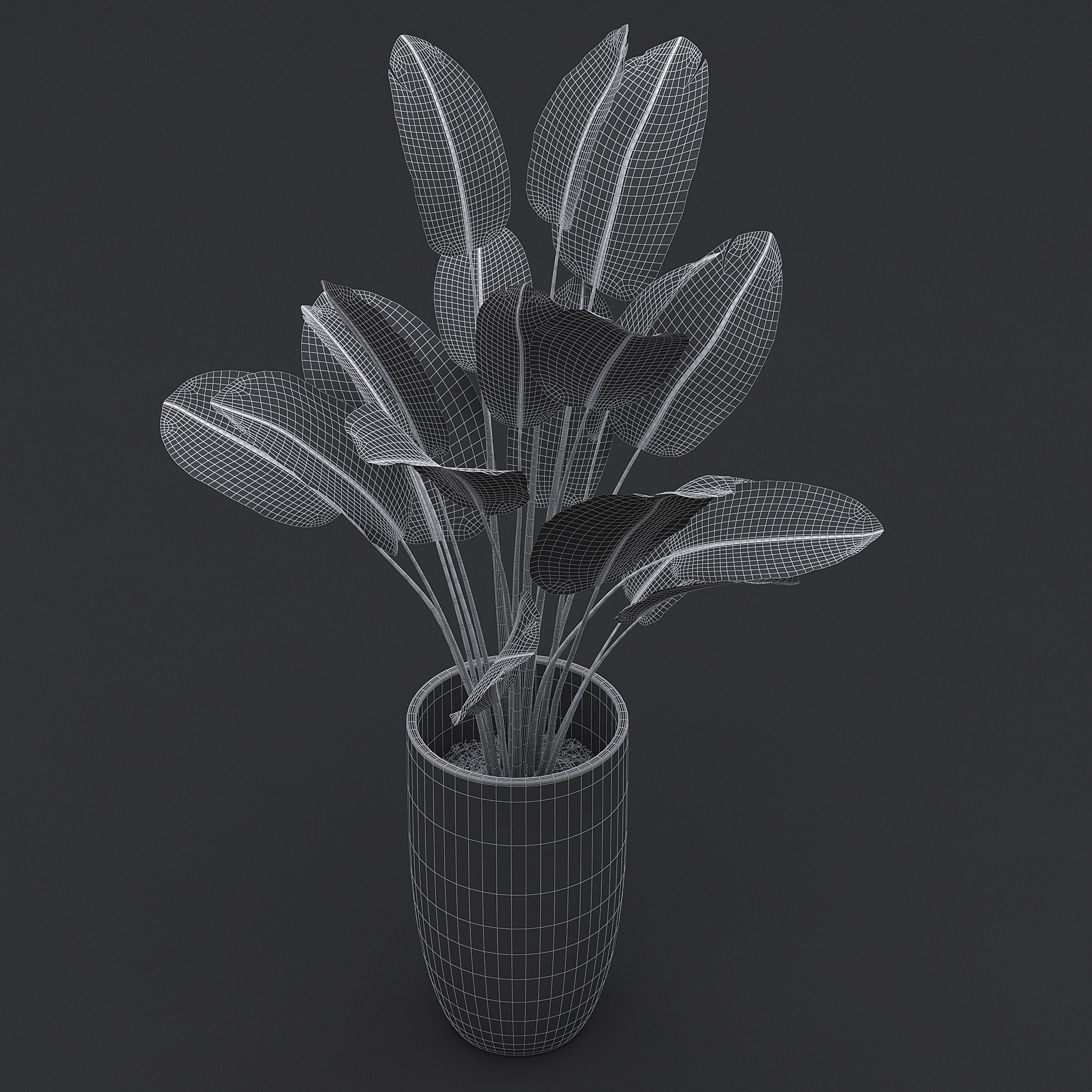 3D Bird Of Paradise II 3D model_8