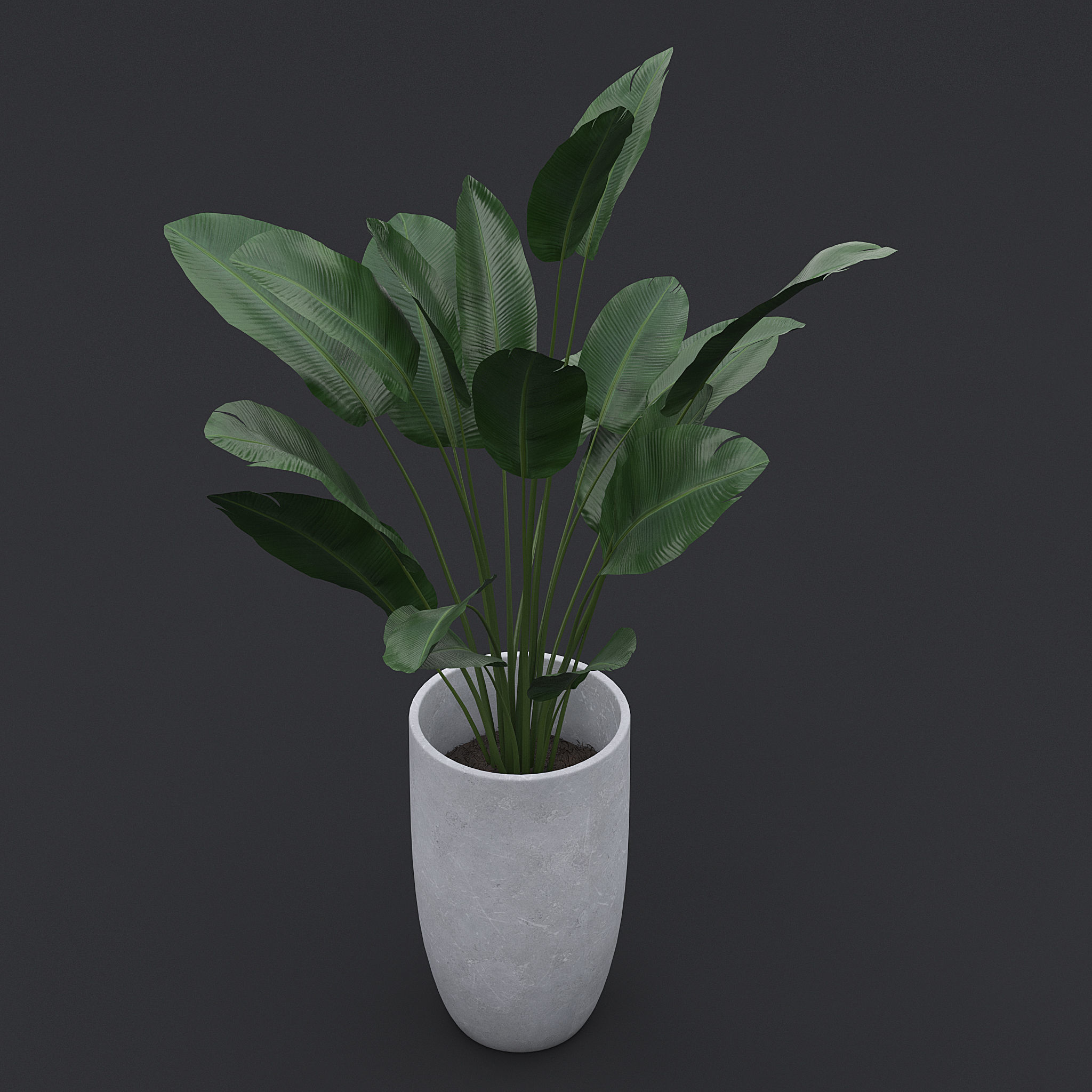 3D Bird Of Paradise II 3D model_4