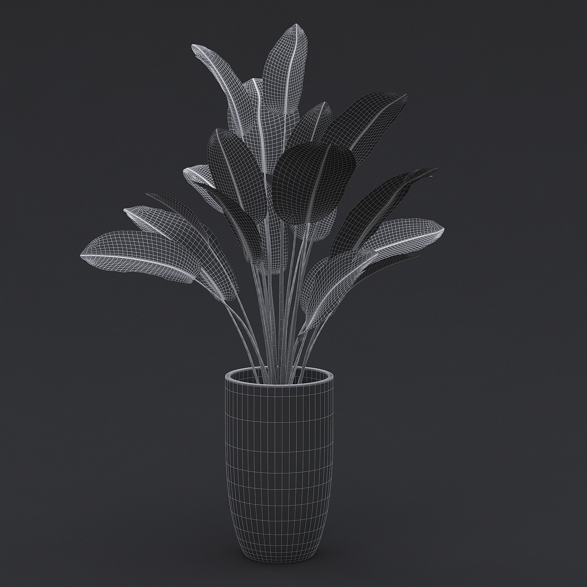 3D Bird Of Paradise II 3D model_6