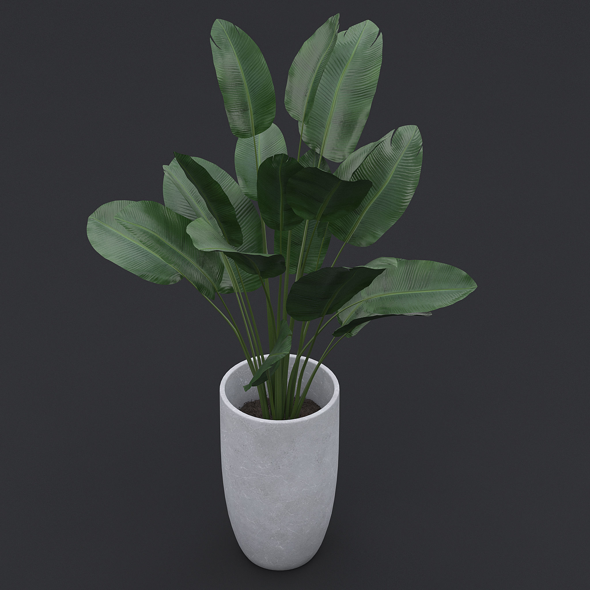 3D Bird Of Paradise II 3D model_3