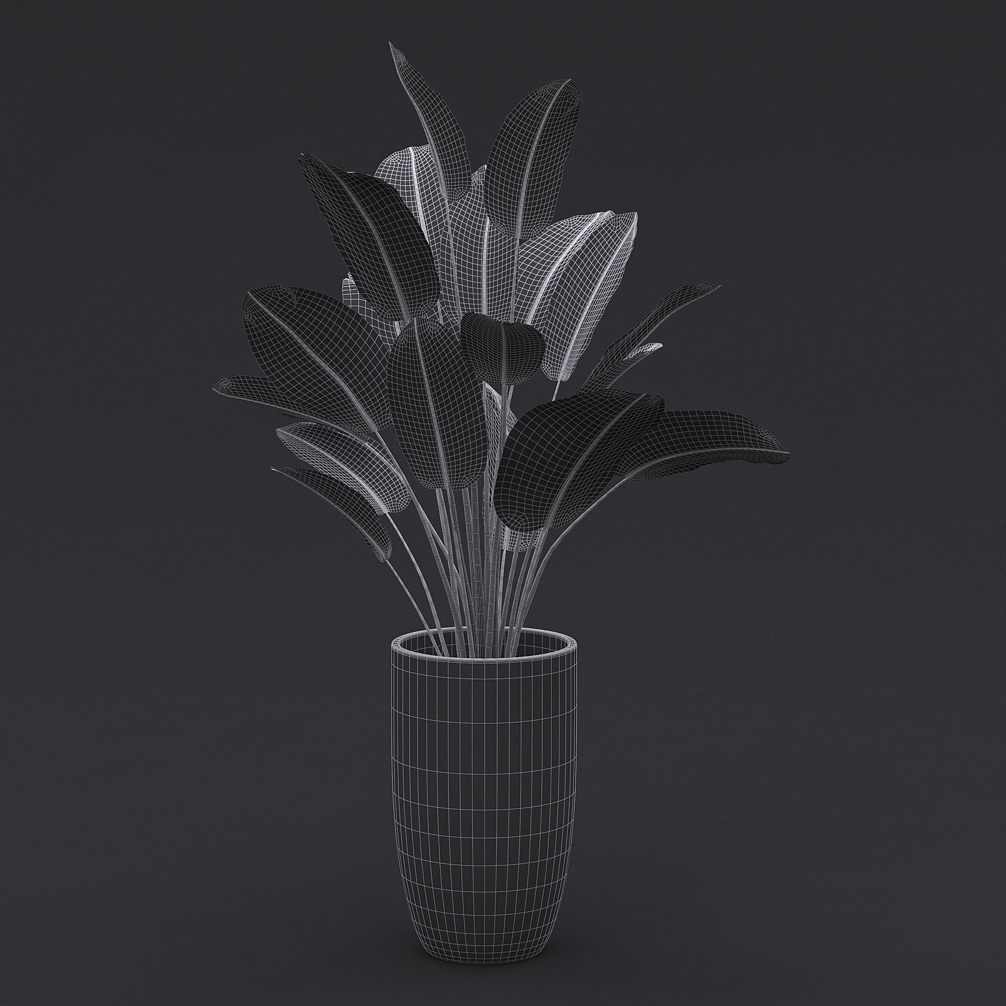 3D Bird Of Paradise II 3D model_7