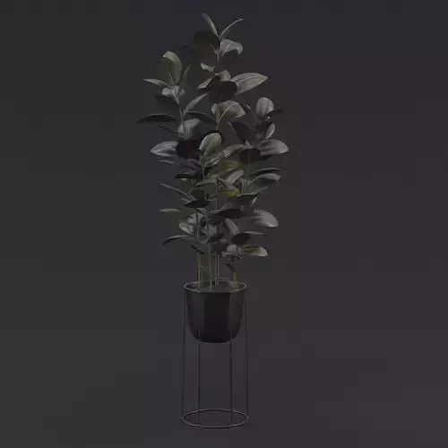 Burgundy Rubber Plant I 3D model