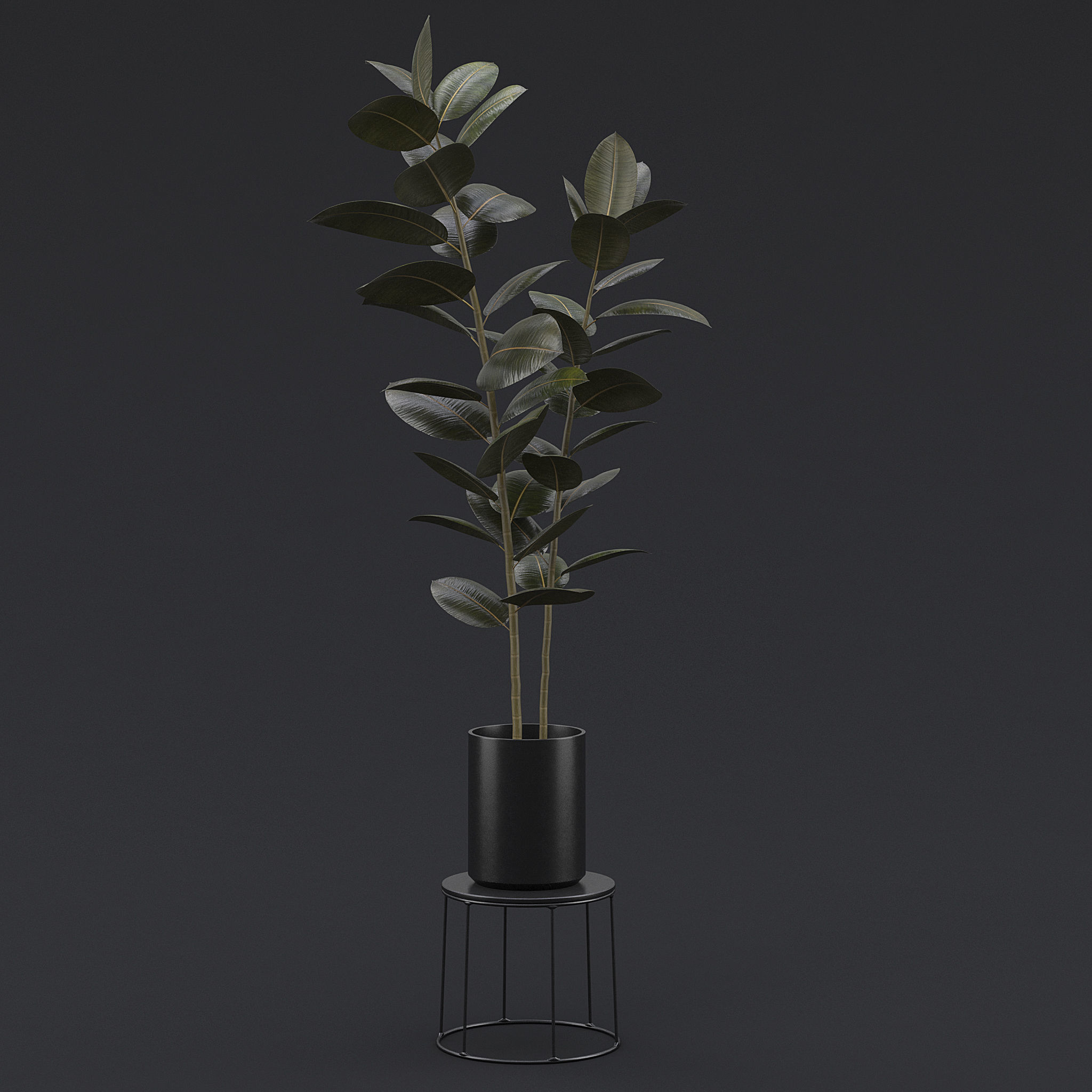 Burgundy Rubber Plant II 3D model_2