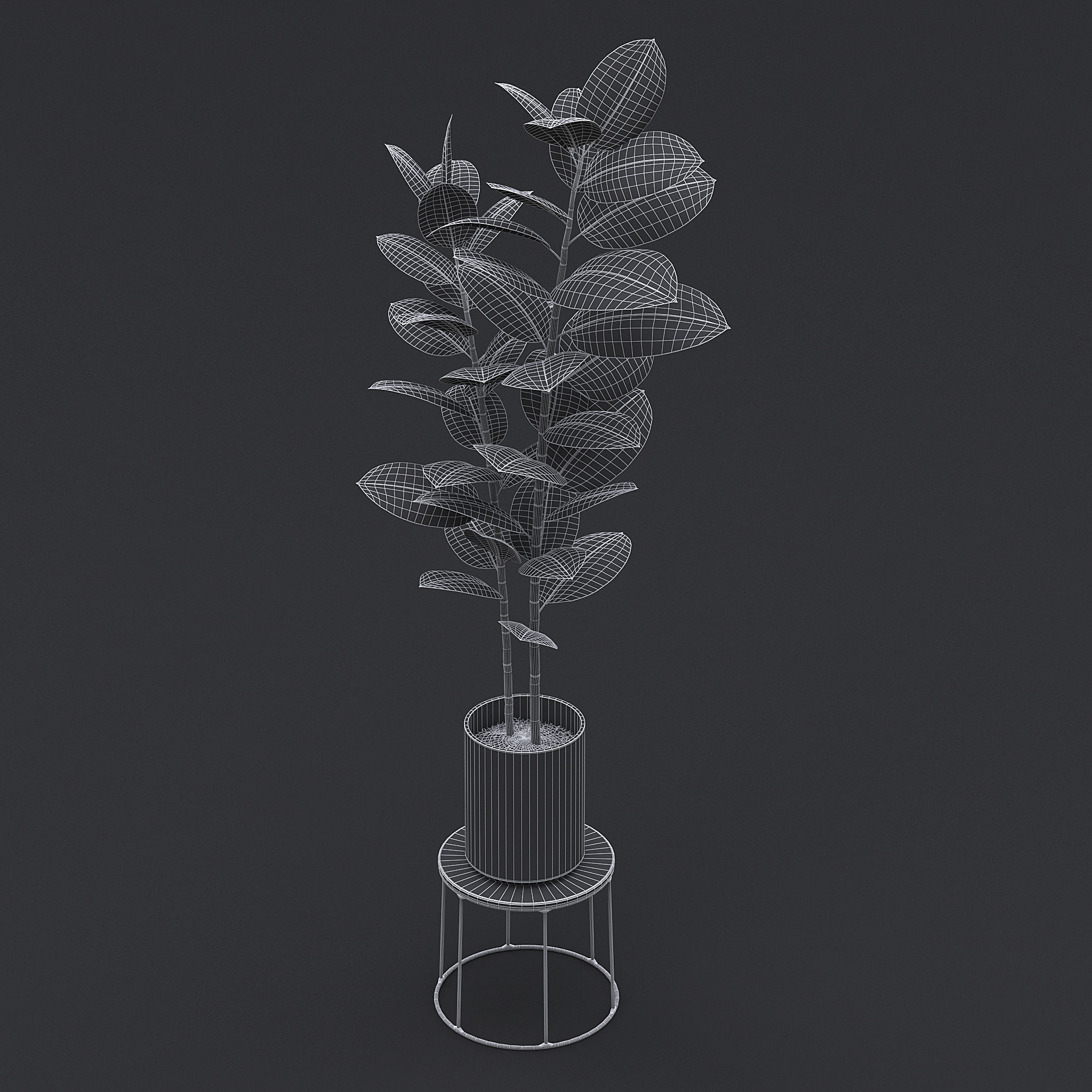 Burgundy Rubber Plant II 3D model_8