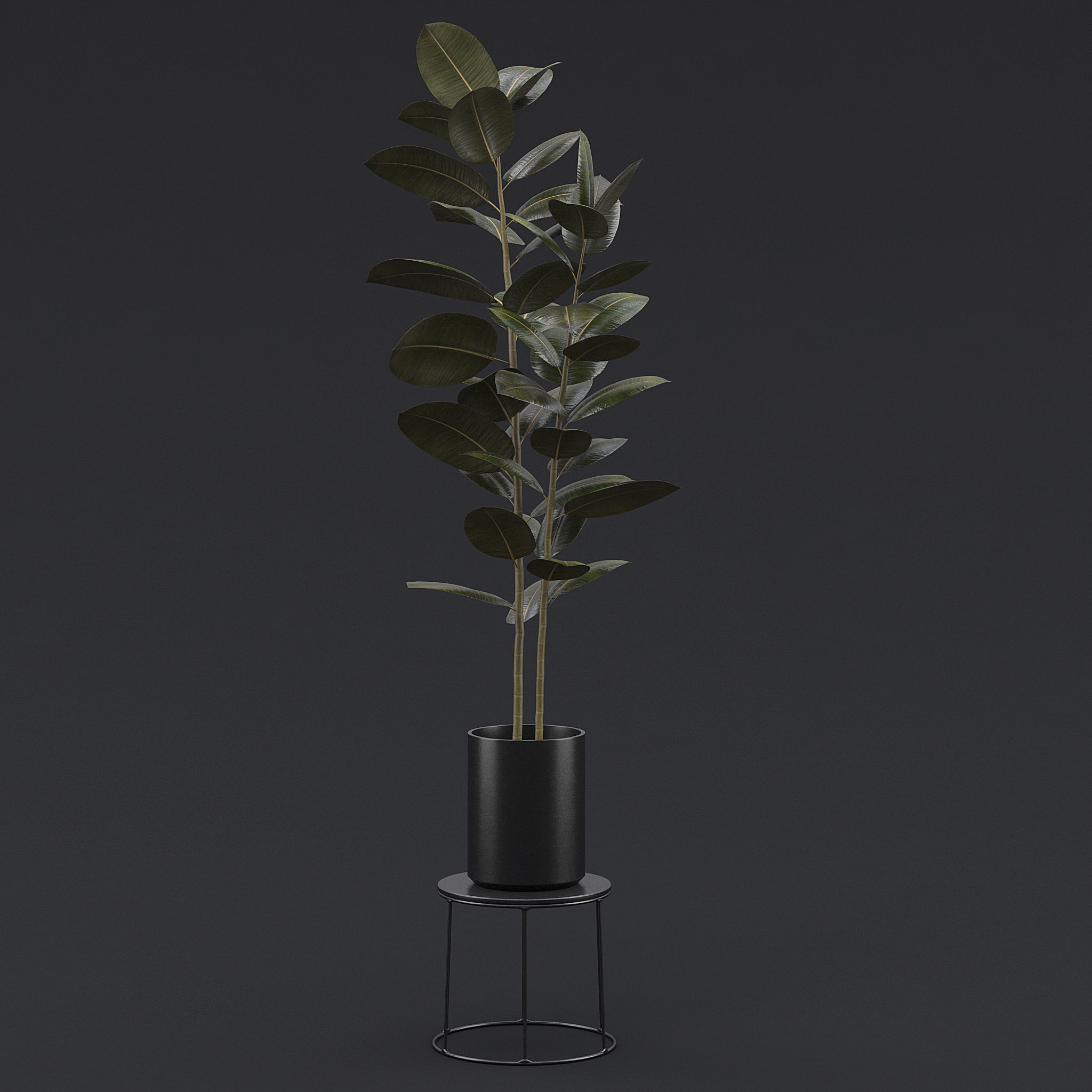 Burgundy Rubber Plant II 3D model_1