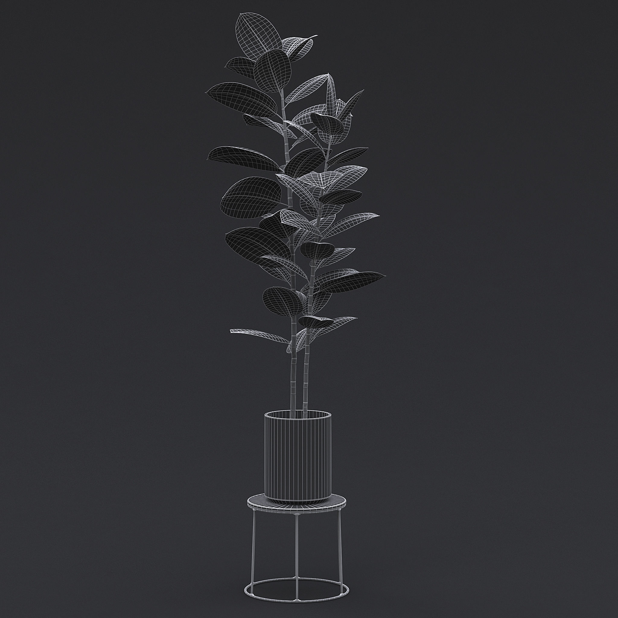 Burgundy Rubber Plant II 3D model_6