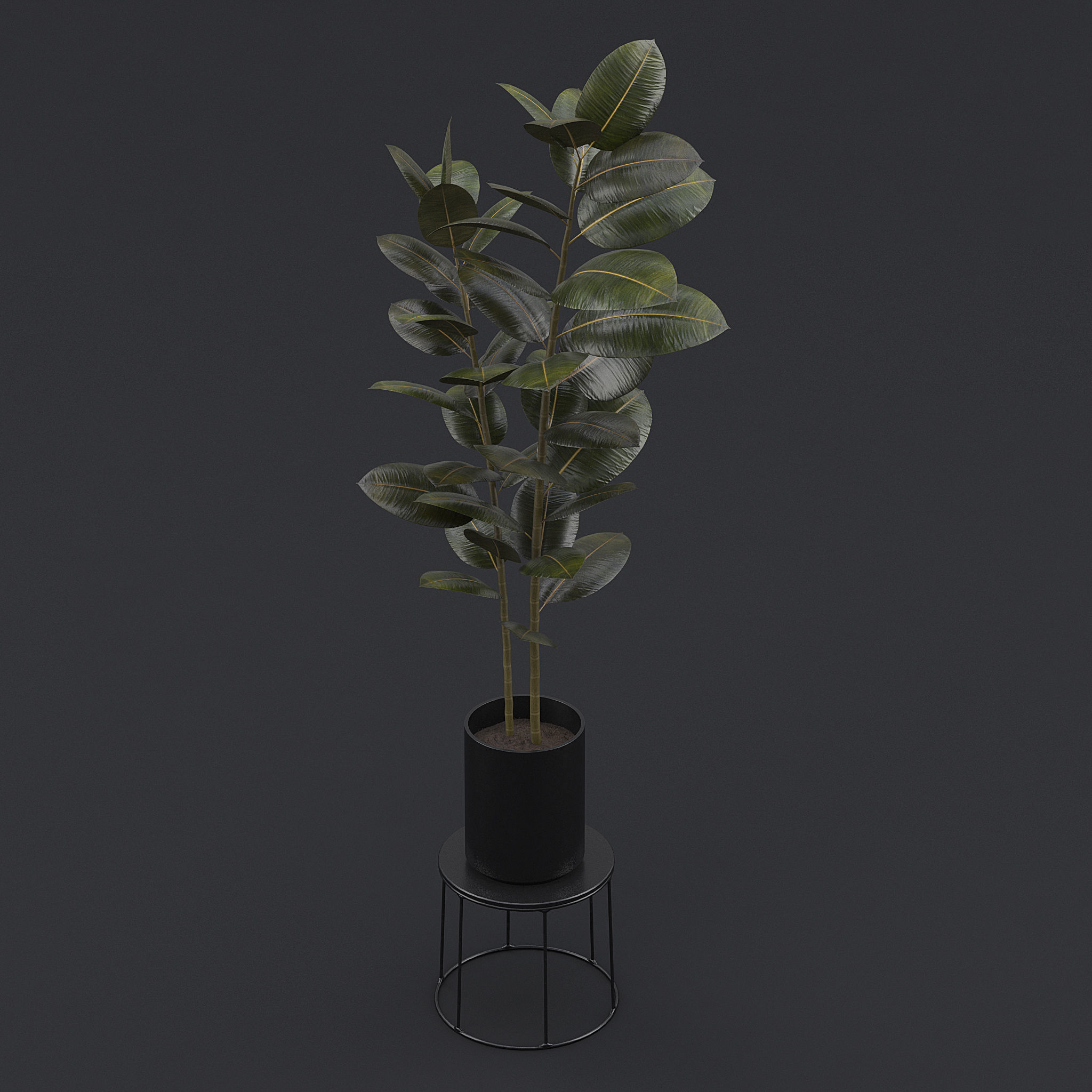 Burgundy Rubber Plant II 3D model_3