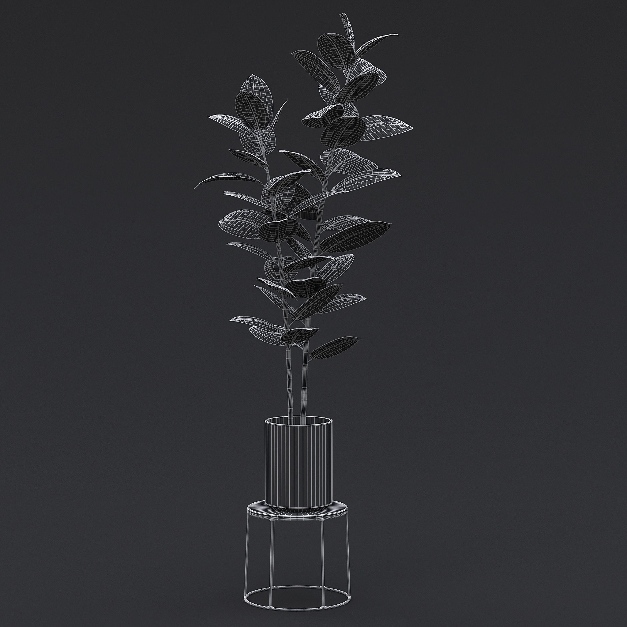 Burgundy Rubber Plant II 3D model_5