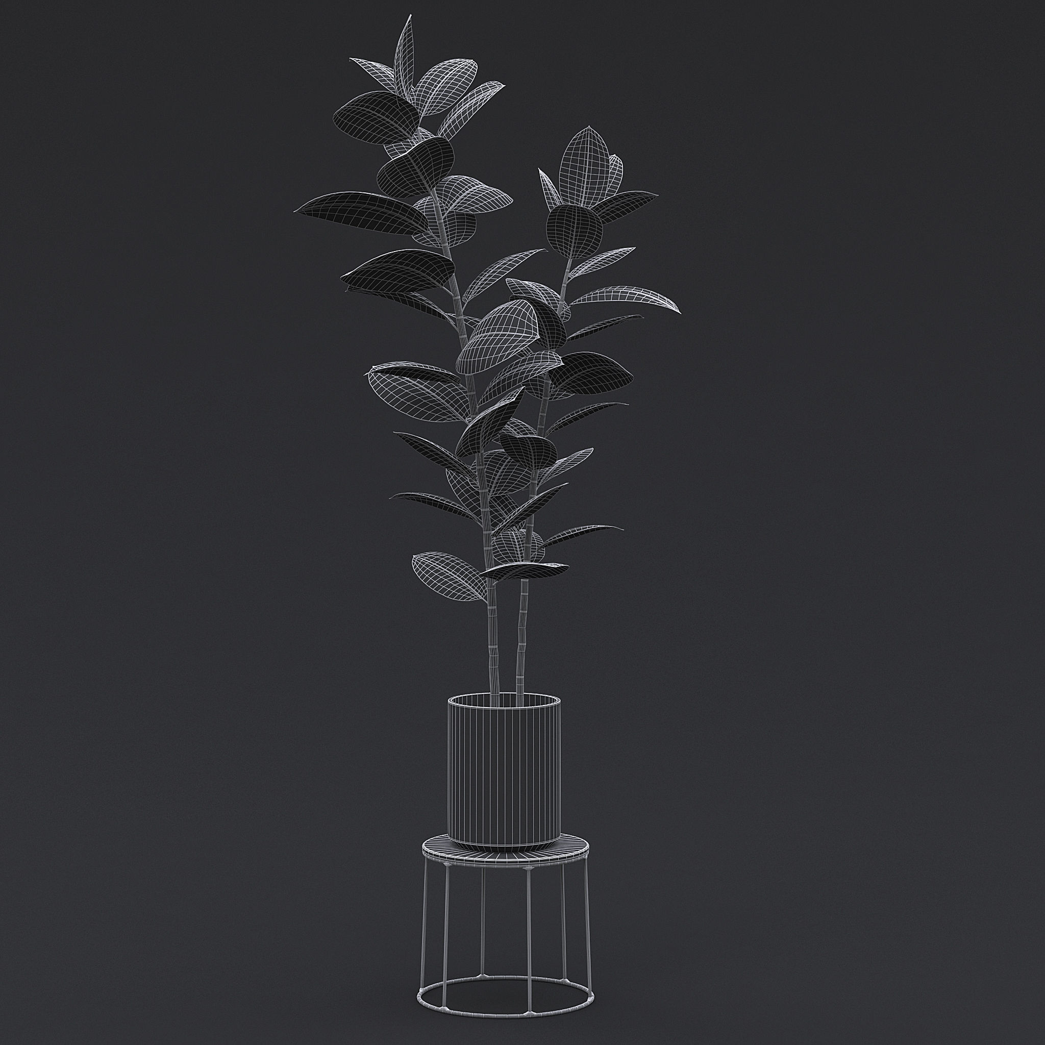 Burgundy Rubber Plant II 3D model_7