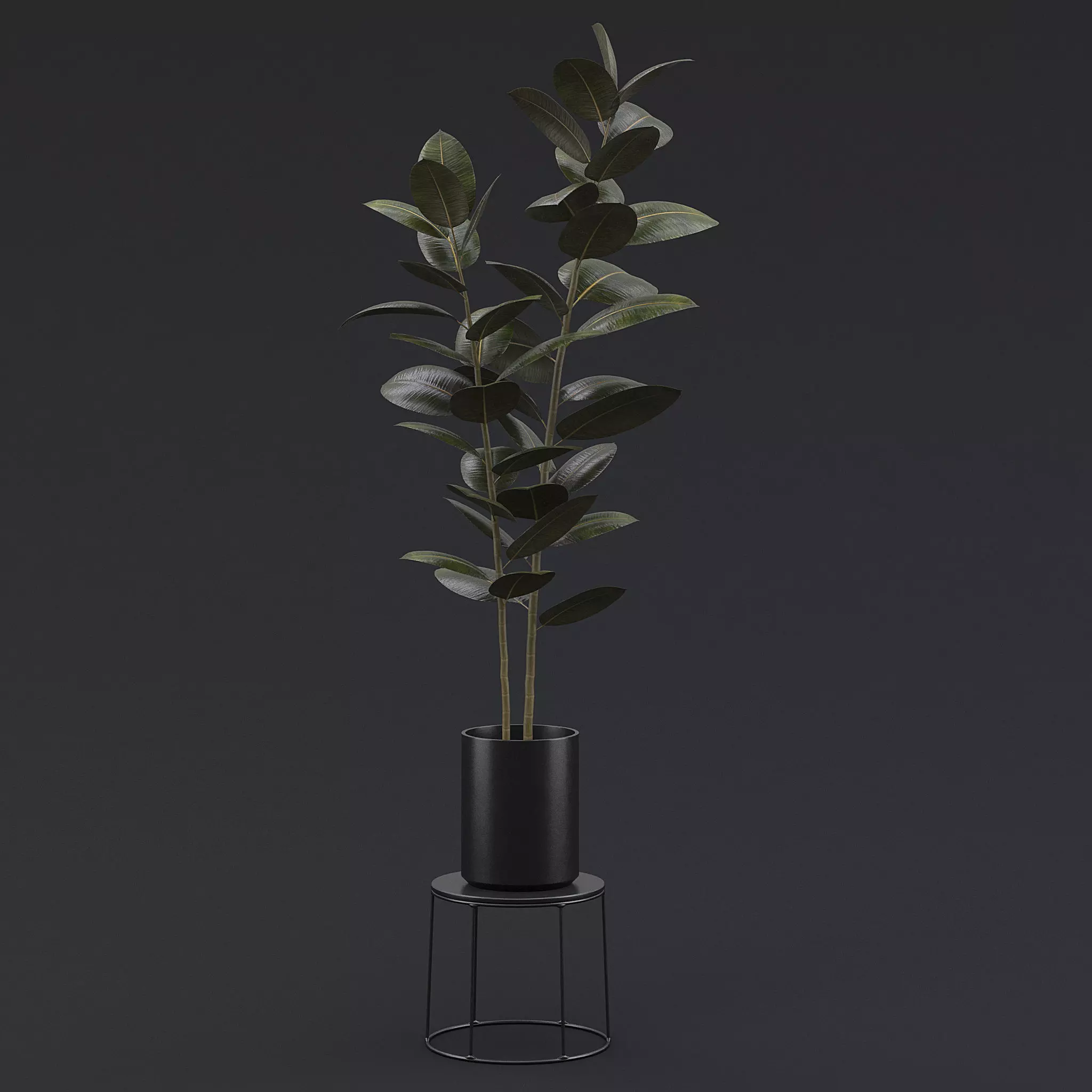 Burgundy Rubber Plant II 3D model_0