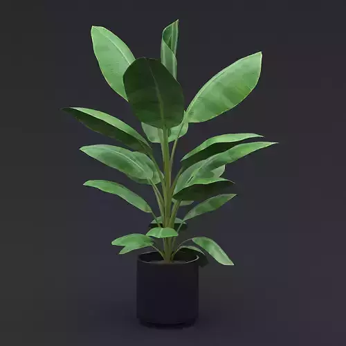 Cavendish Banana Plant I 3D model