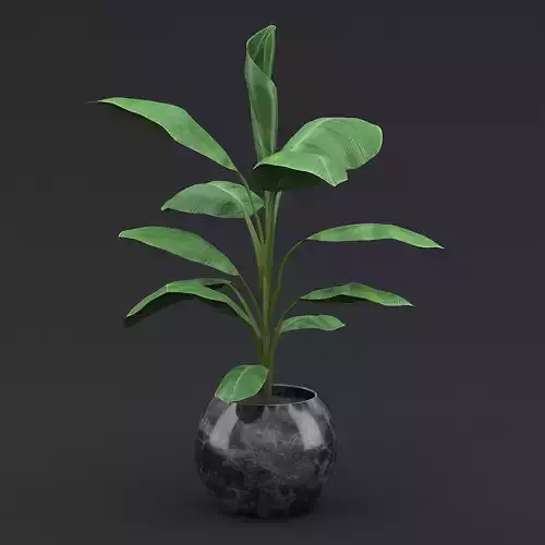 Cavendish Banana Plant II 3D model