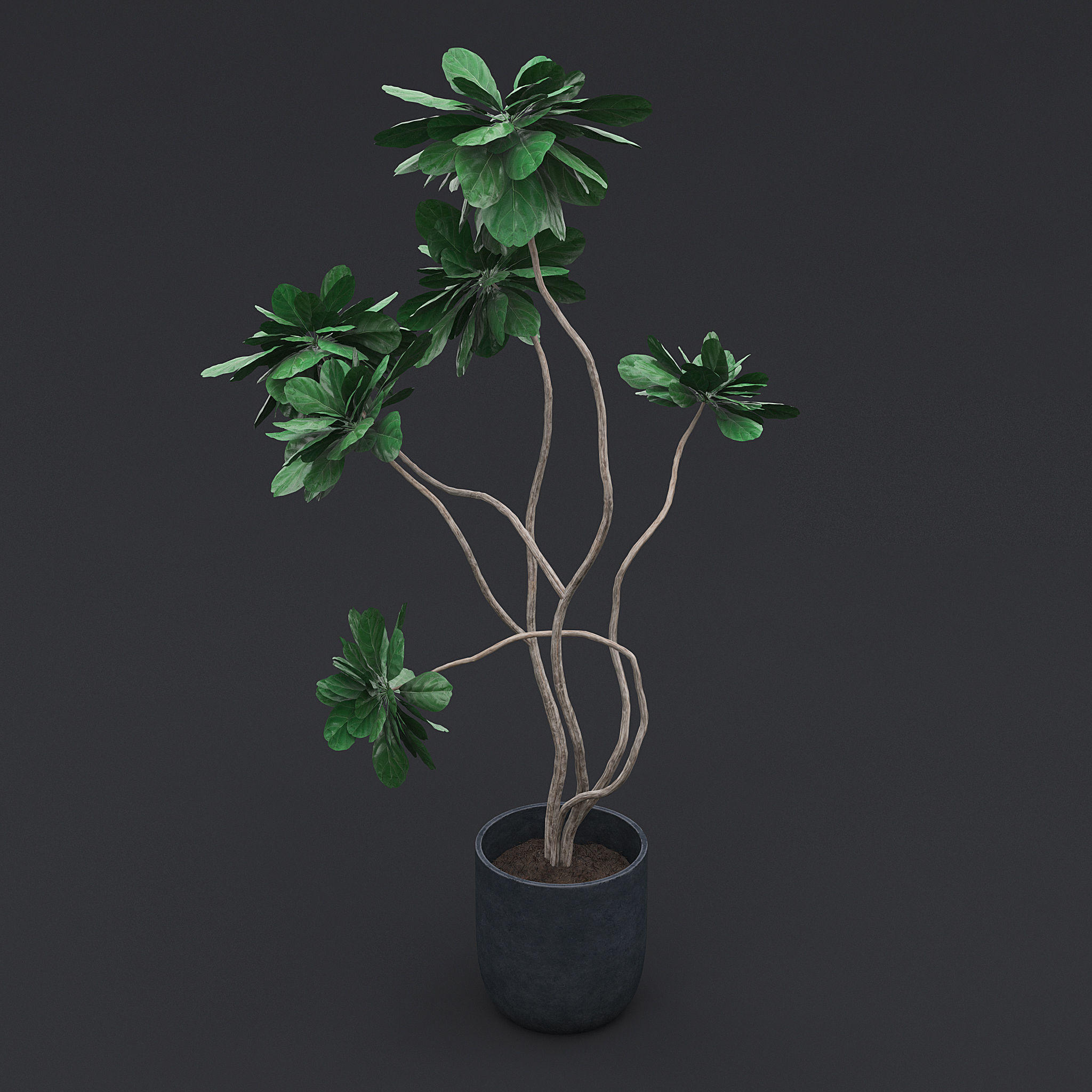 Fiddle Fig Tree I 3D model_3