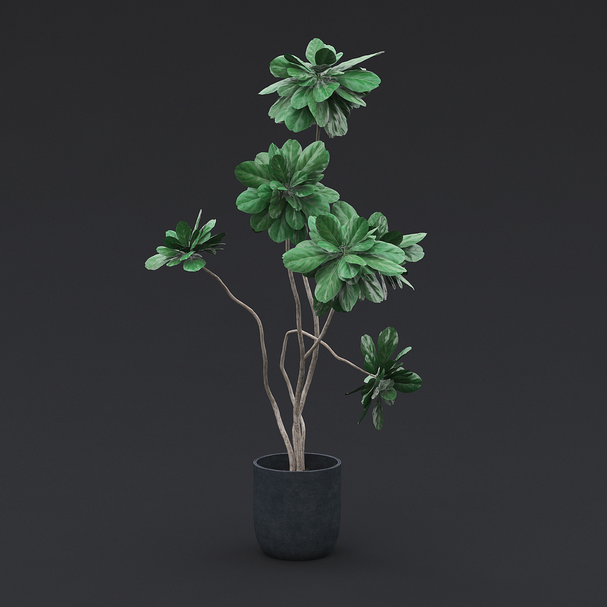Fiddle Fig Tree I 3D model_1