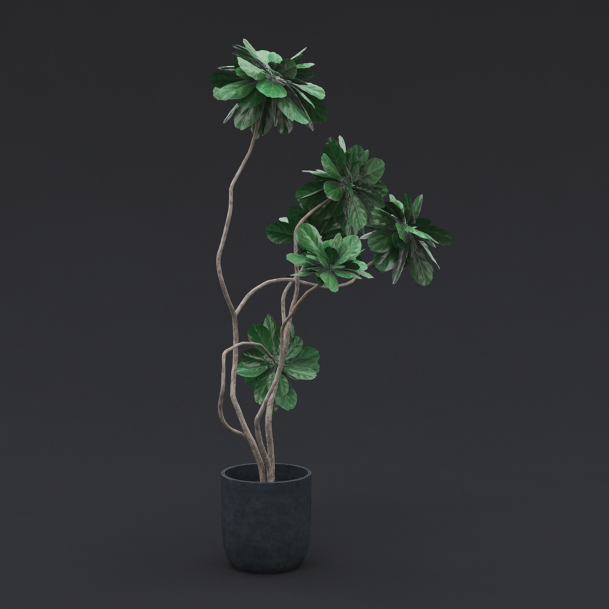 Fiddle Fig Tree I 3D model_2