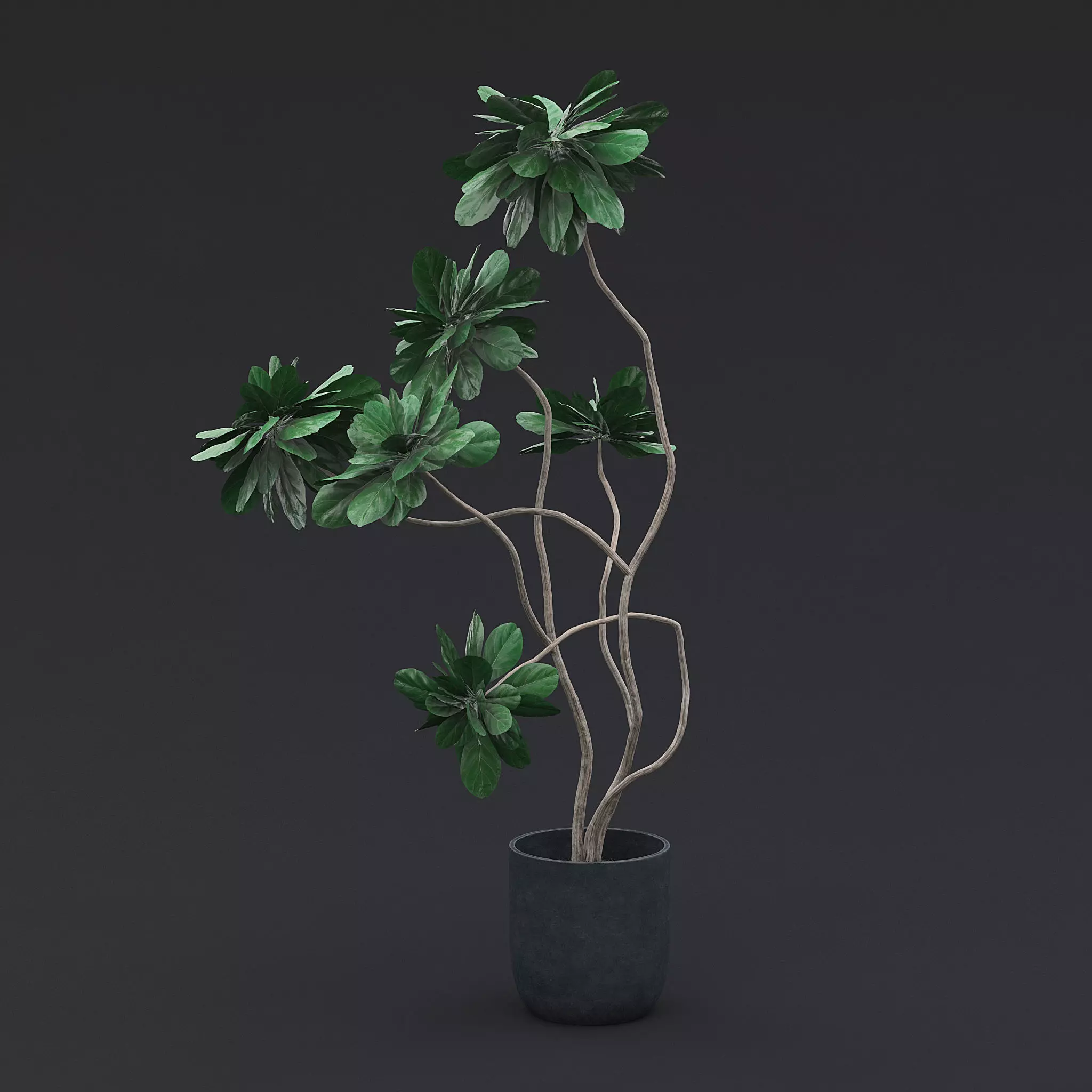 Fiddle Fig Tree I 3D model_0