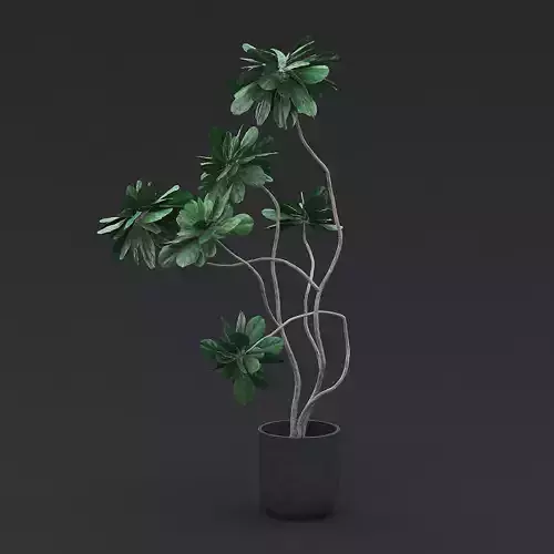 Fiddle Fig Tree I 3D model