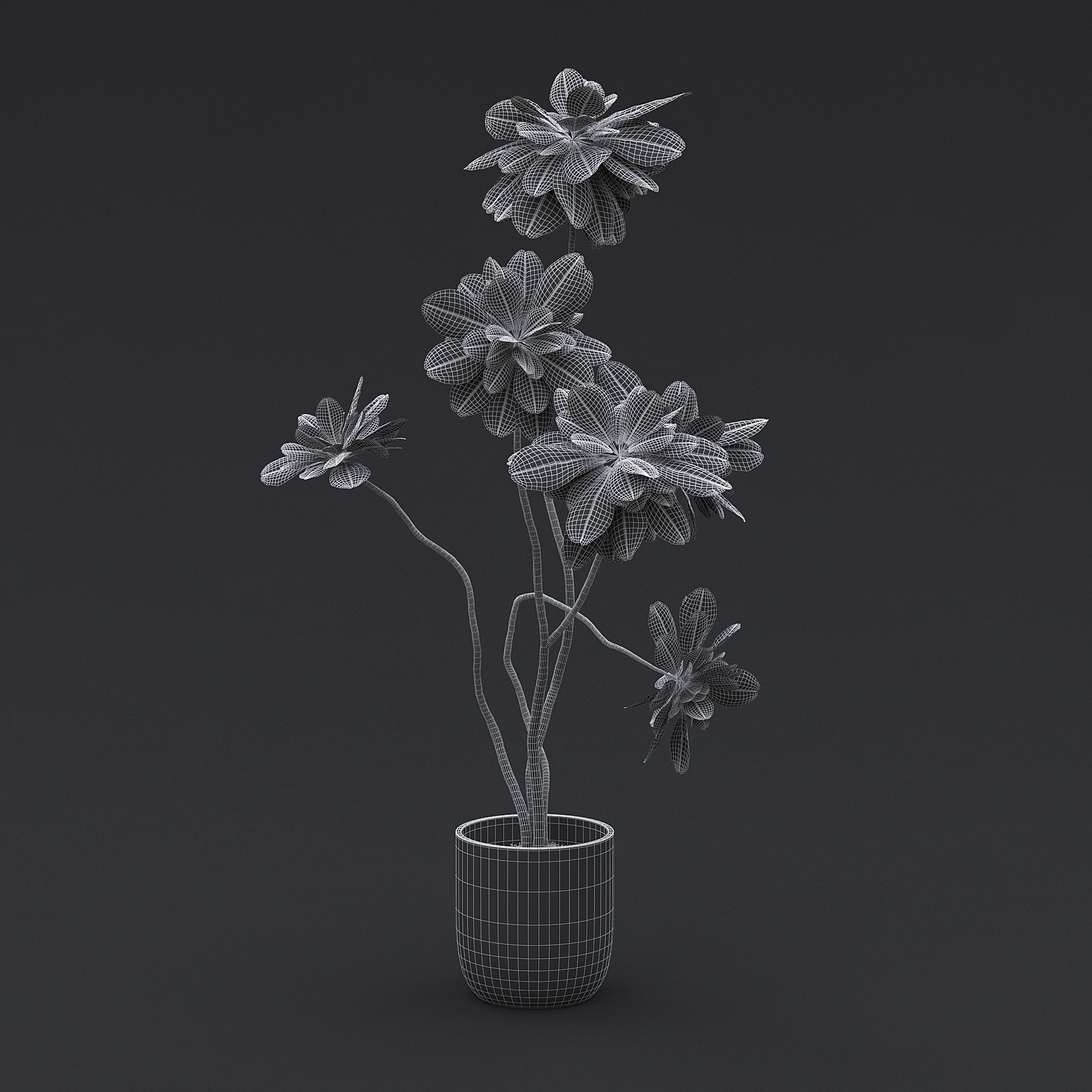 Fiddle Fig Tree I 3D model_6