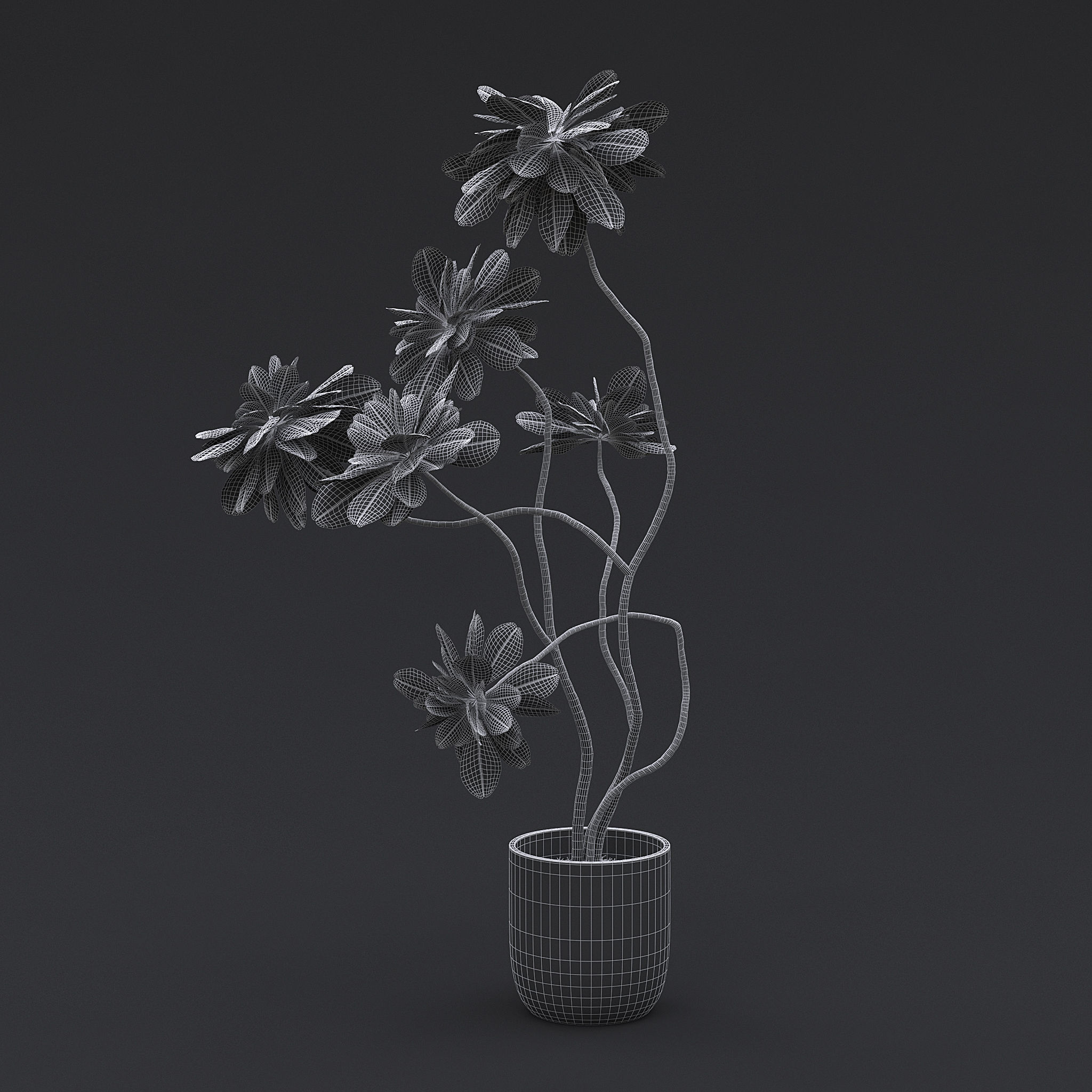 Fiddle Fig Tree I 3D model_5