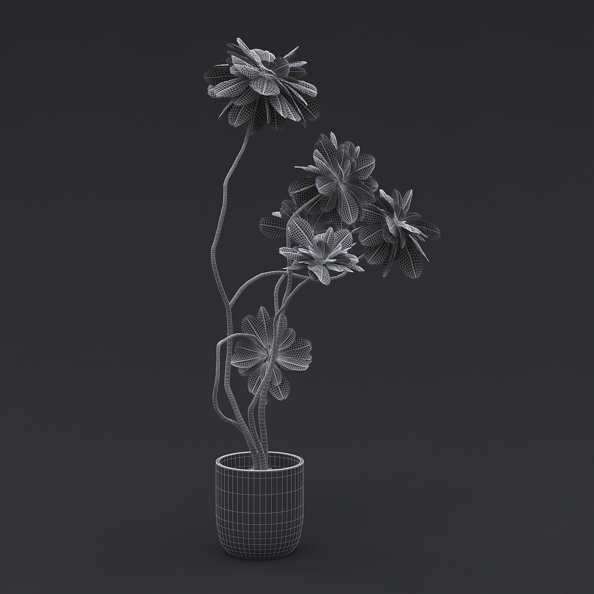 Fiddle Fig Tree I 3D model_7