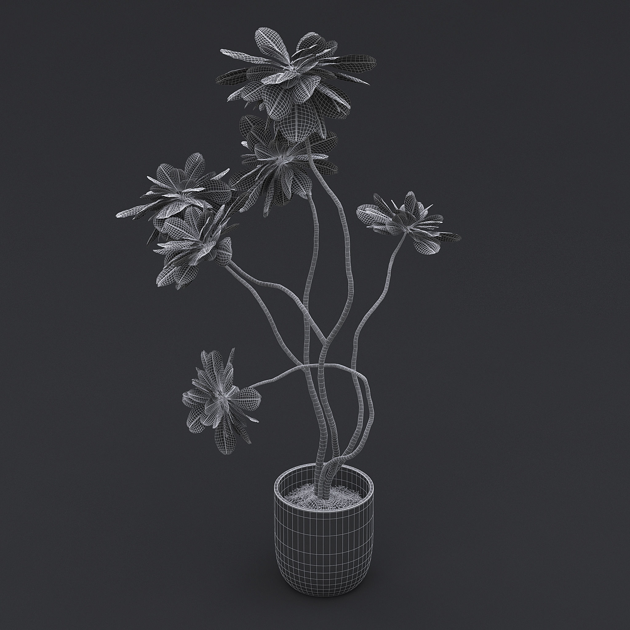 Fiddle Fig Tree I 3D model_8