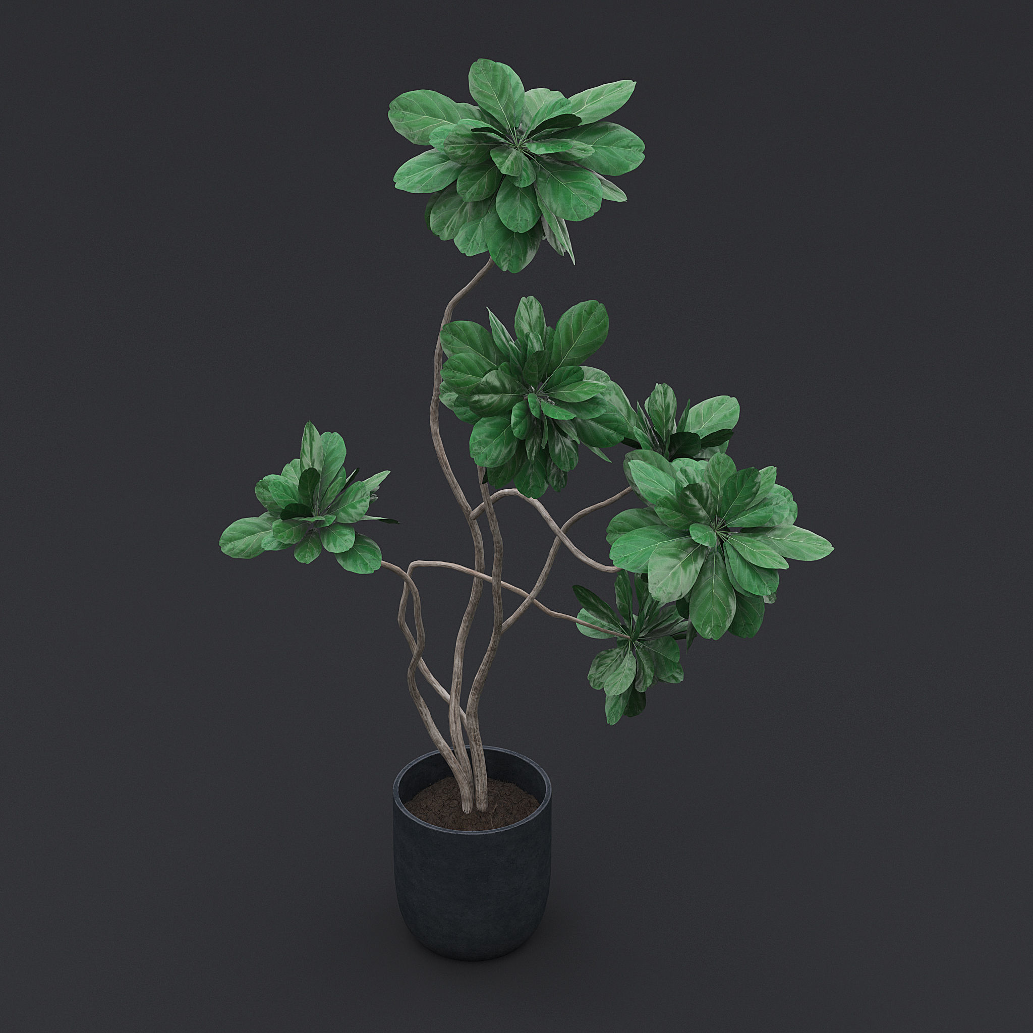 Fiddle Fig Tree I 3D model_4