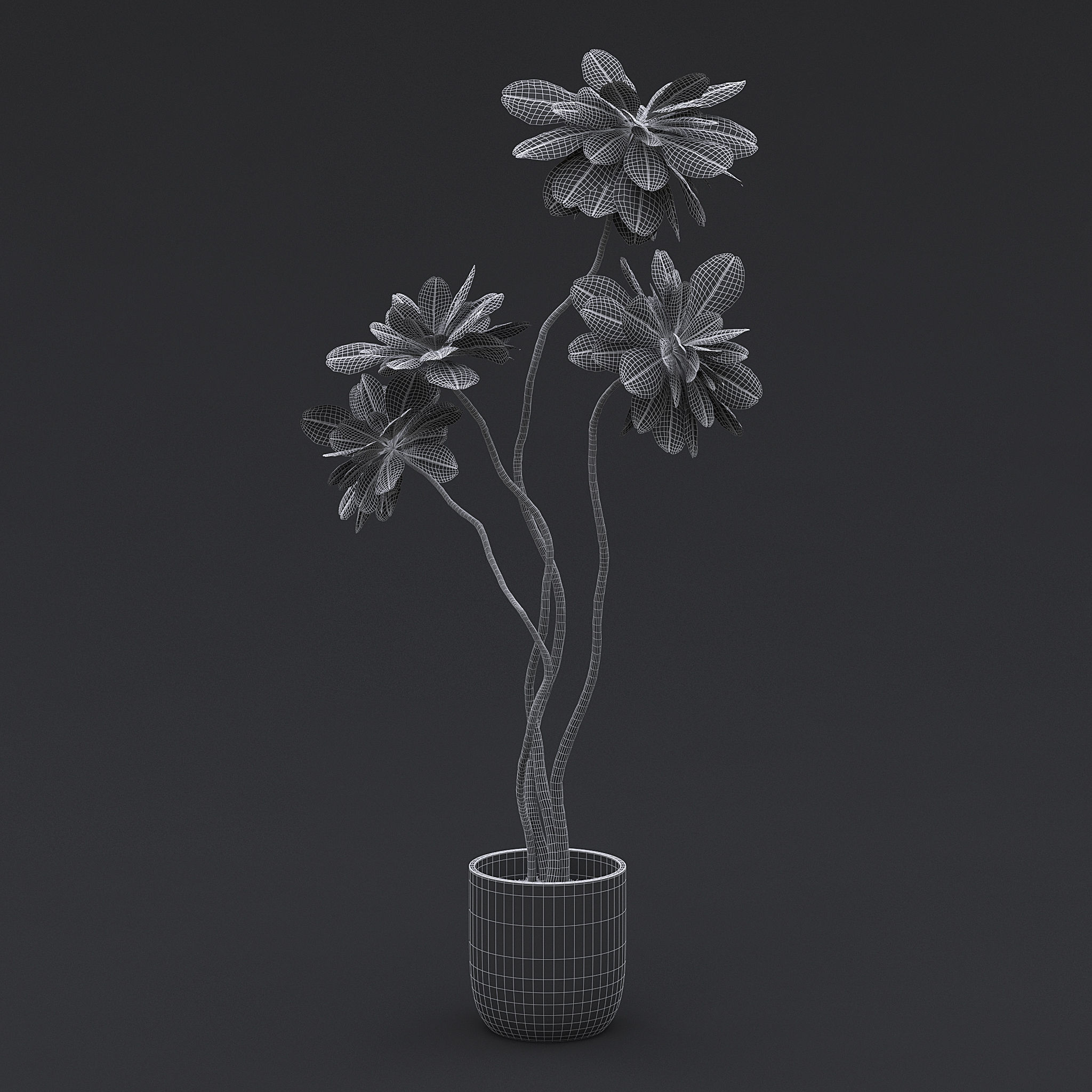 Fiddle Fig Tree II 3D model_7