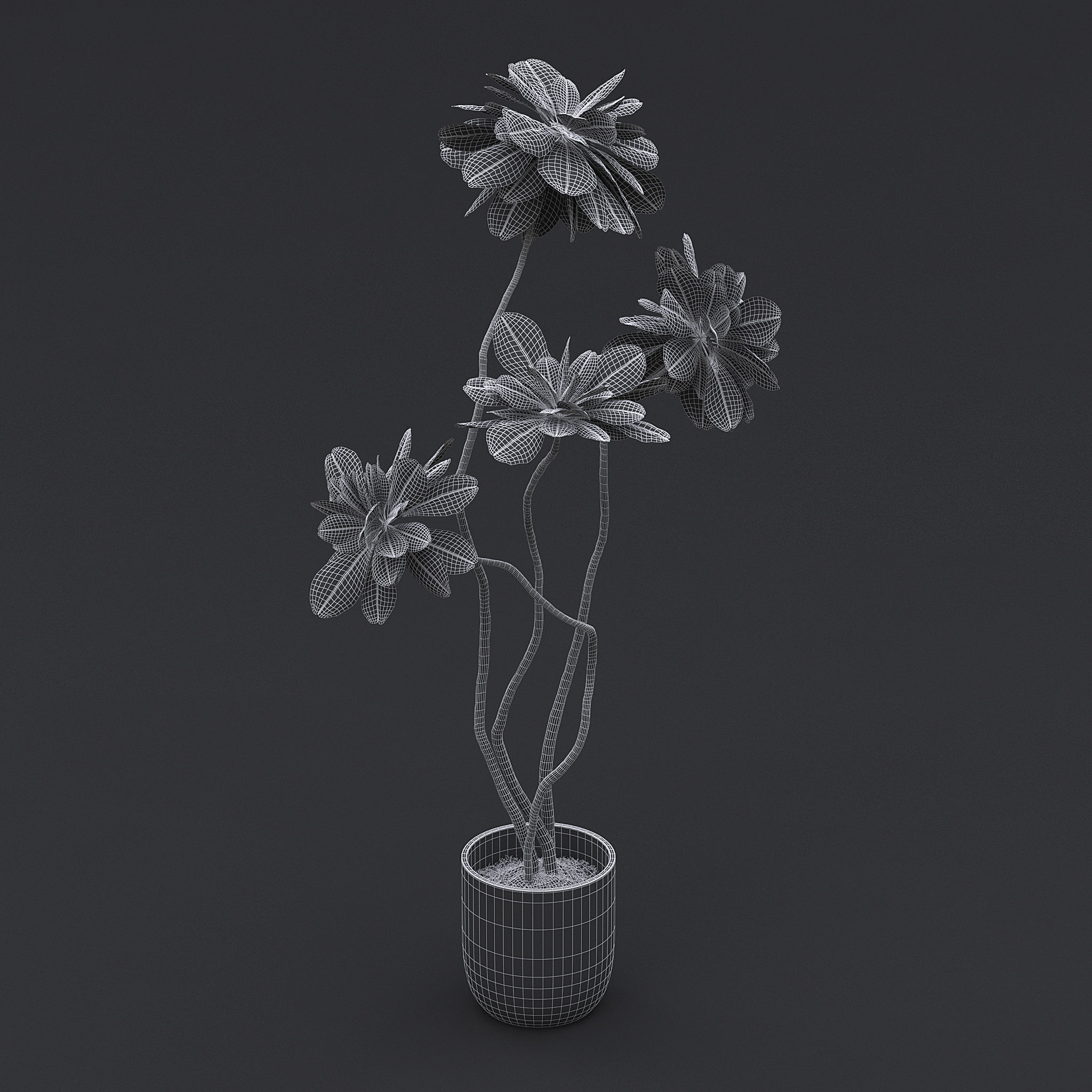 Fiddle Fig Tree II 3D model_8