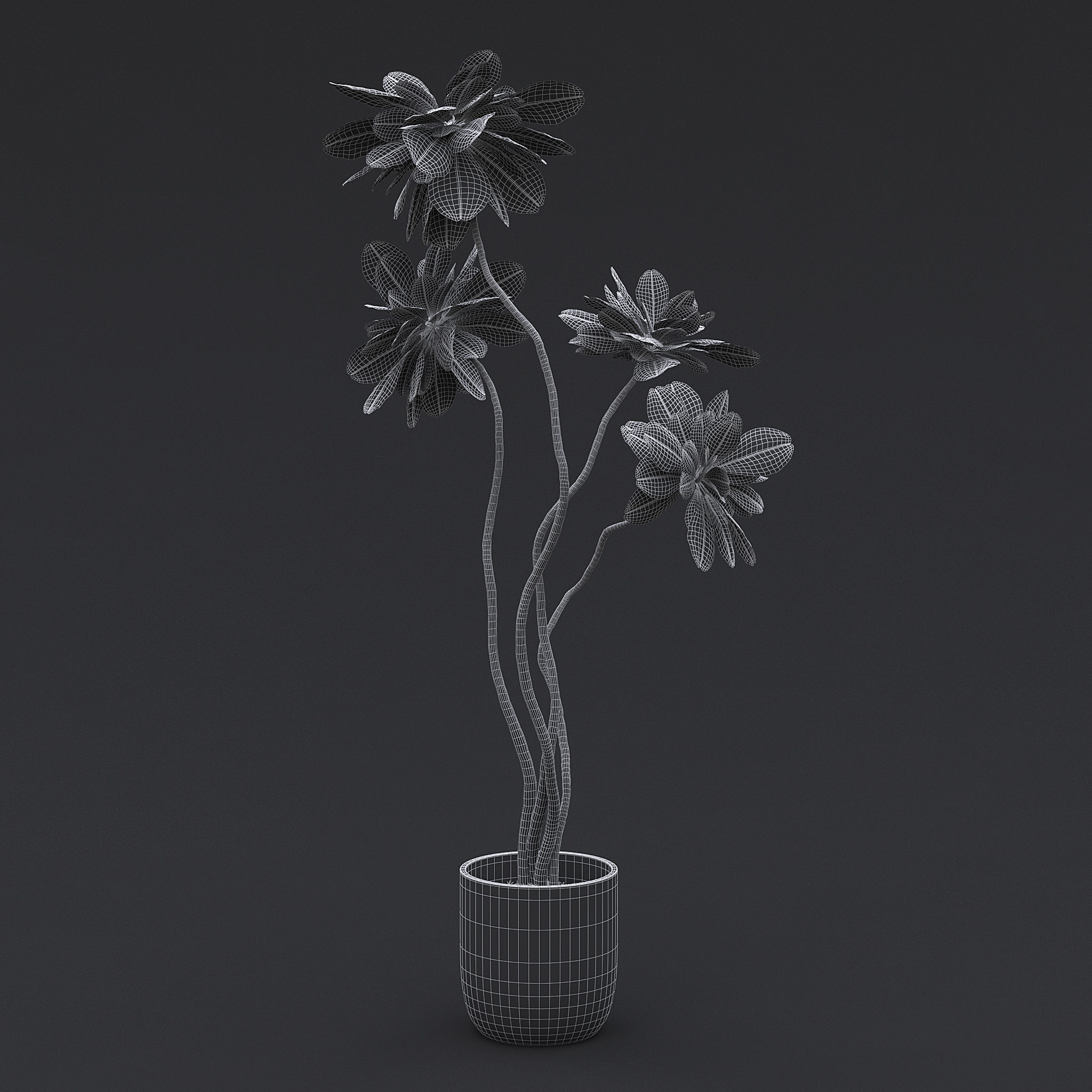 Fiddle Fig Tree II 3D model_5