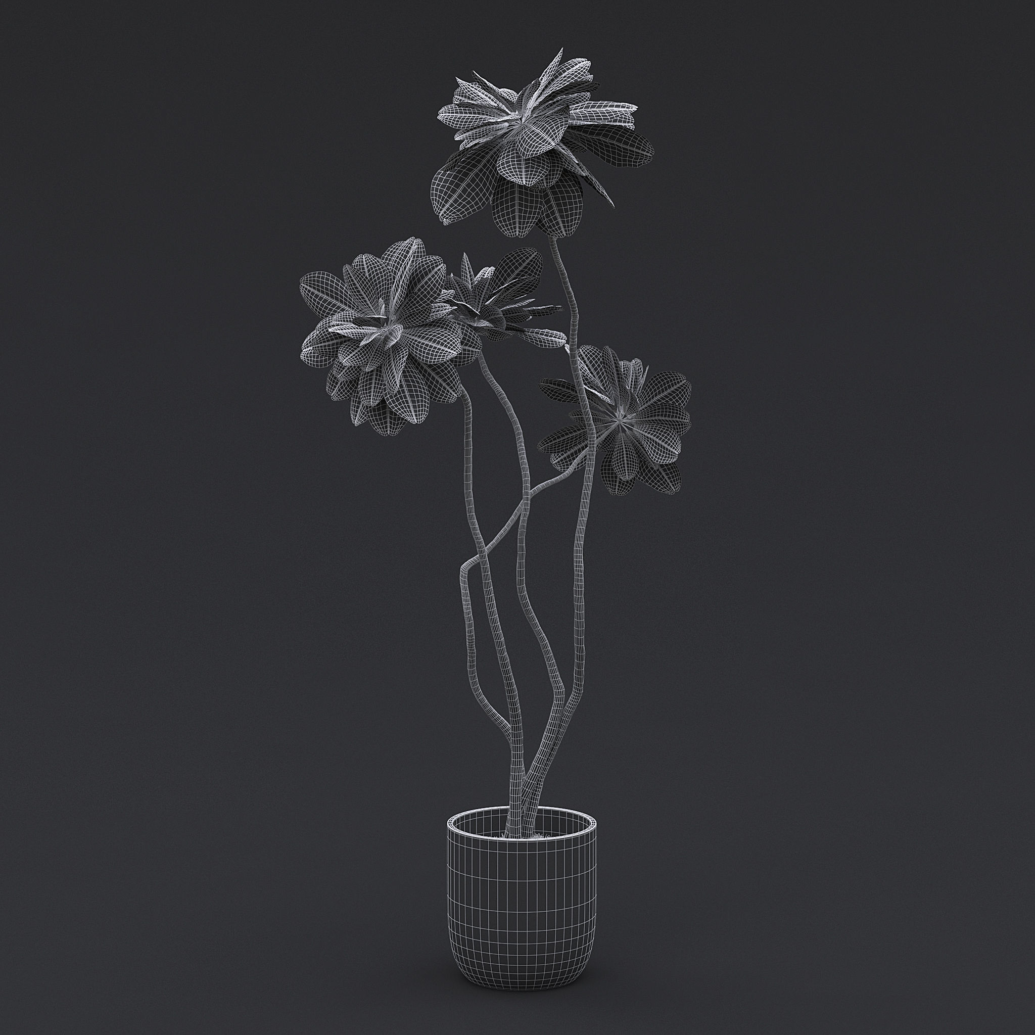Fiddle Fig Tree II 3D model_6