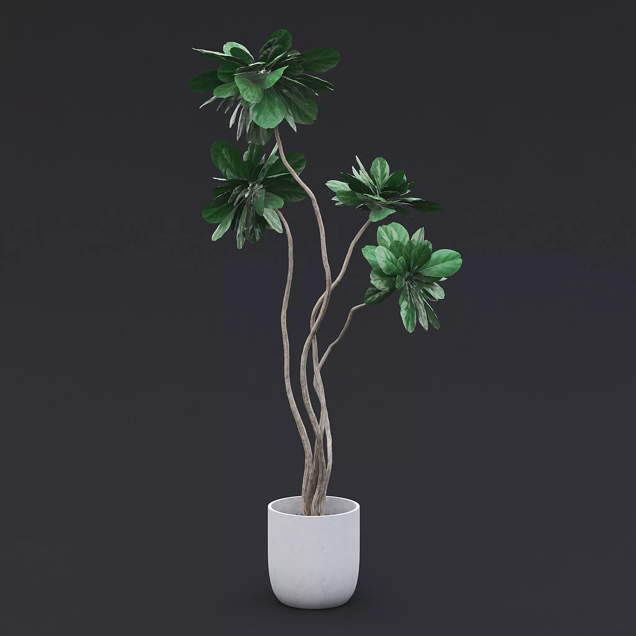 Fiddle Fig Tree II 3D model_0