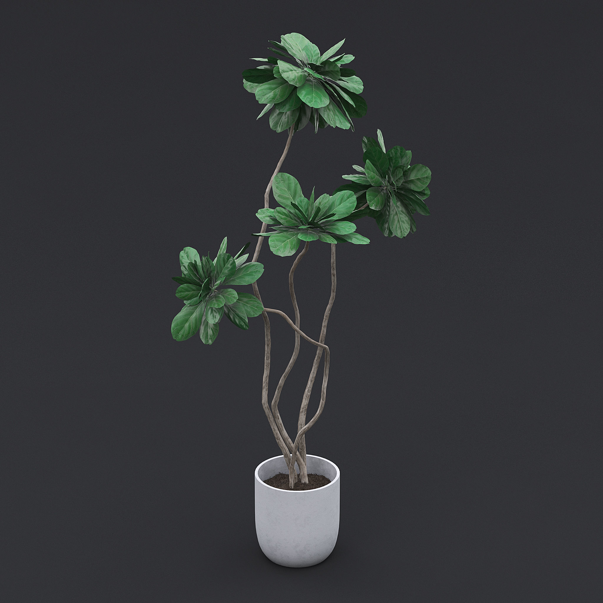 Fiddle Fig Tree II 3D model_3