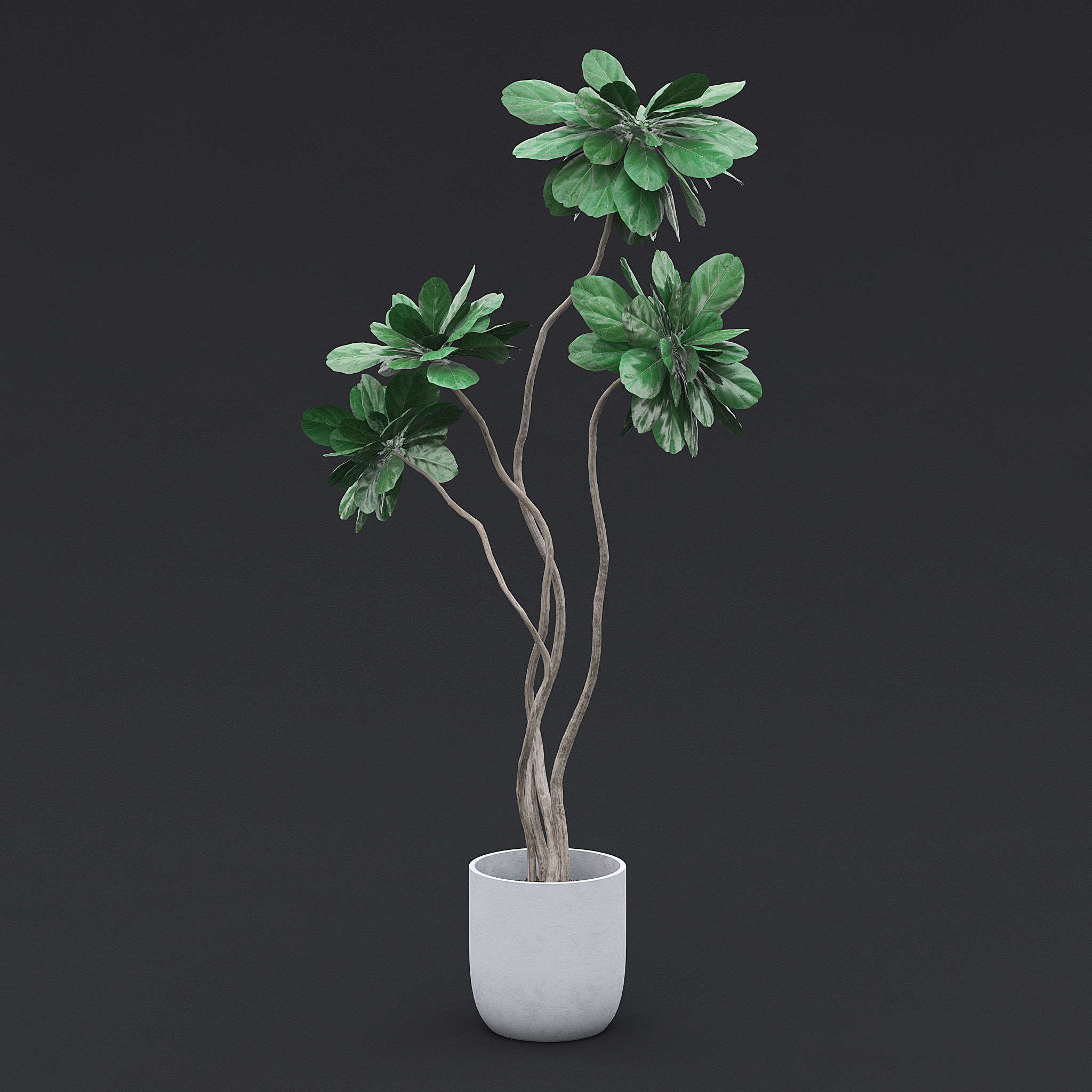Fiddle Fig Tree II 3D model_2