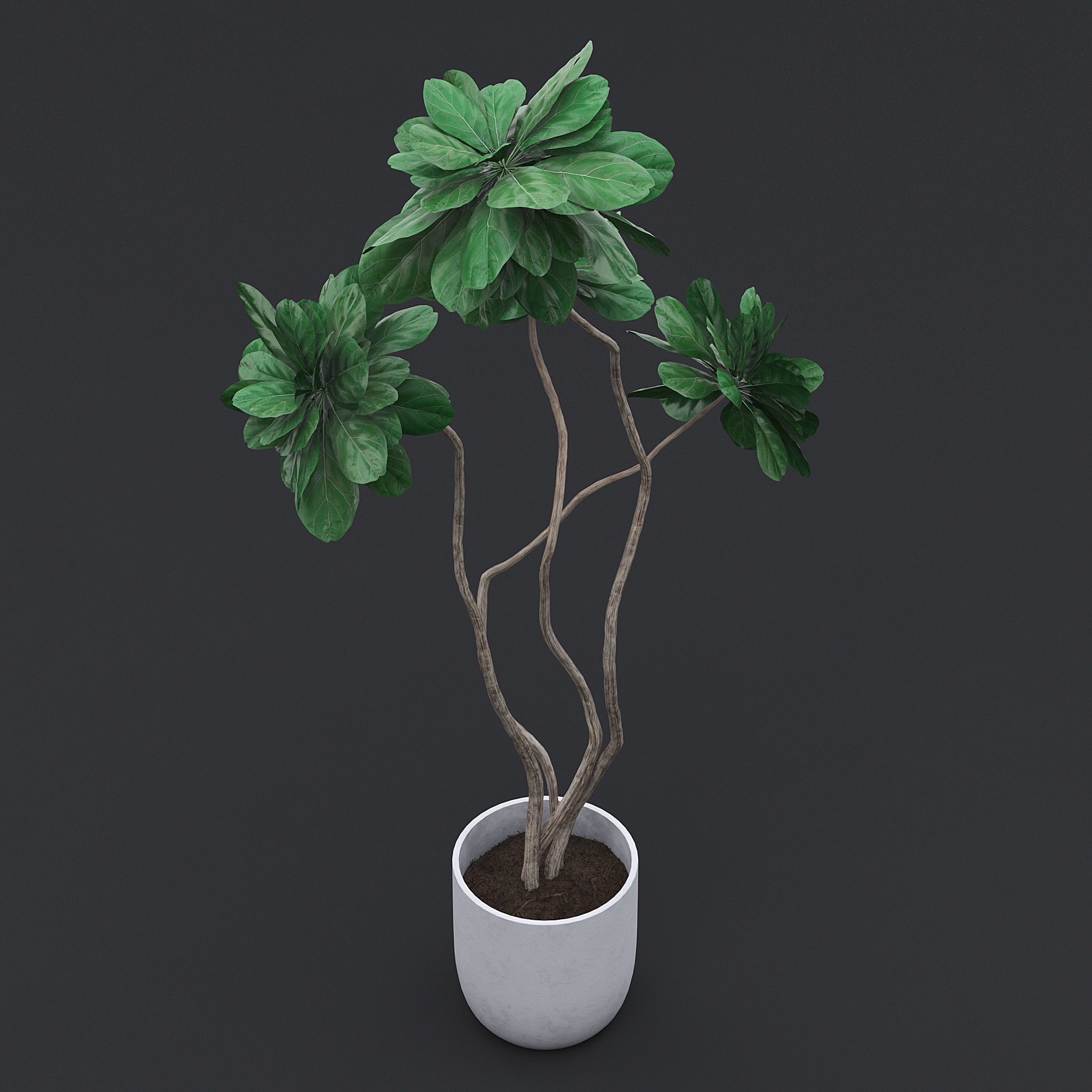 Fiddle Fig Tree II 3D model_4