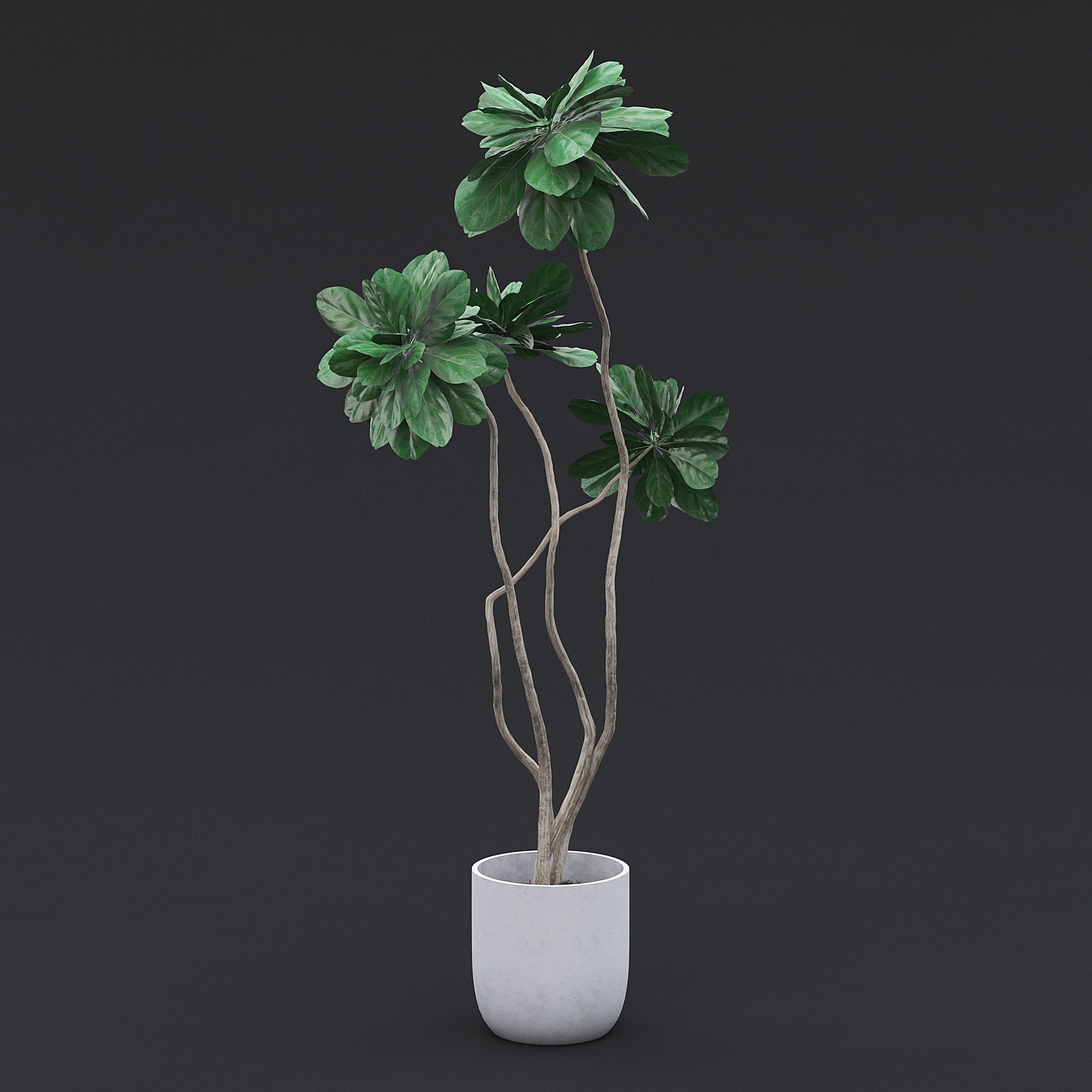 Fiddle Fig Tree II 3D model_1