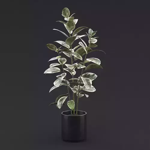 Rubber Plant I 3D model