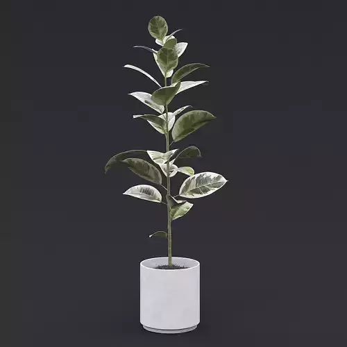 Rubber Plant II 3D model