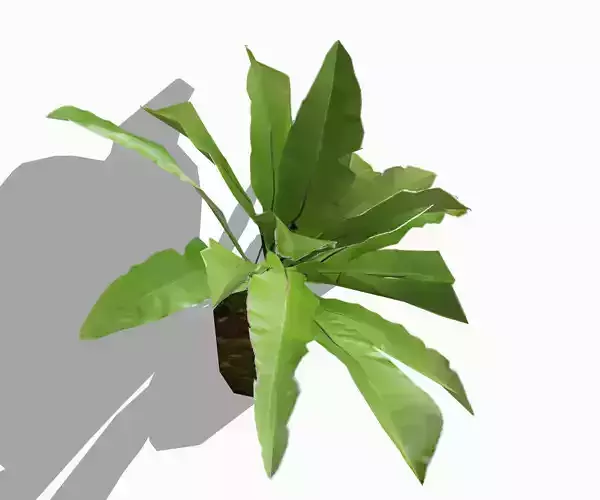 Bird nest fern plant in attached on the wall