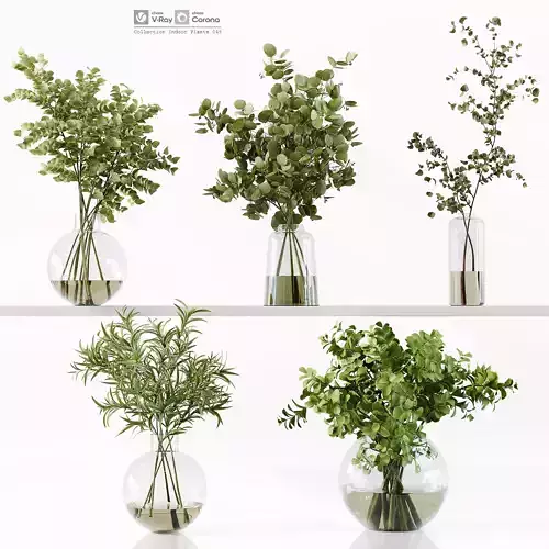 Collection Indoor Plants 048