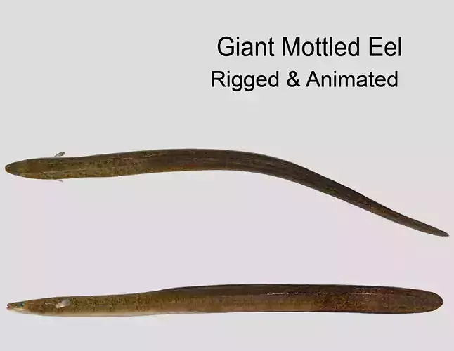 Giant Mottled Eel Realistic Animated Low-poly 3D model