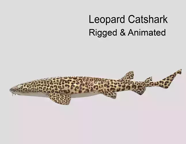 Leopard Catshark Realistic Animated Low-poly 3D model