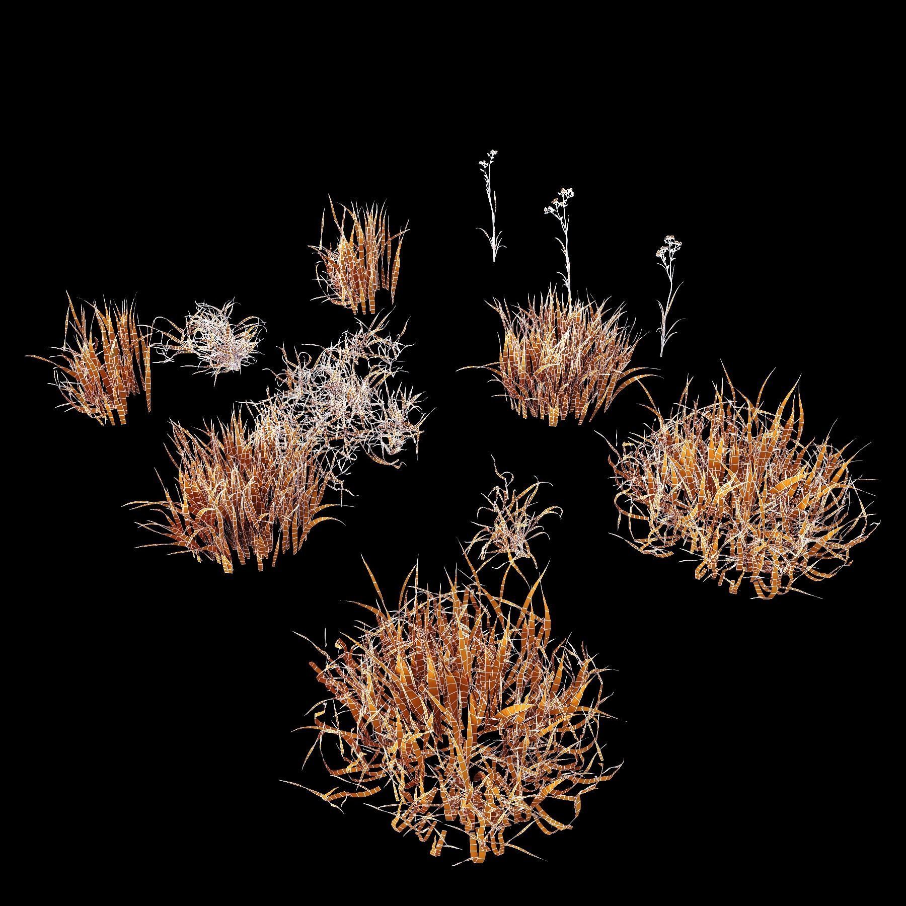 Grass Beautiful Lawn With Libertia Grandiflora Version2 3D model_3