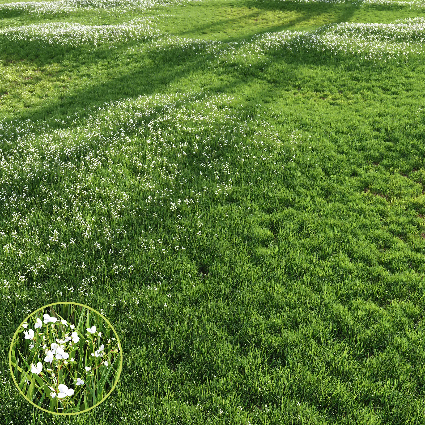 Grass Beautiful Lawn With Libertia Grandiflora Version2 3D model_0