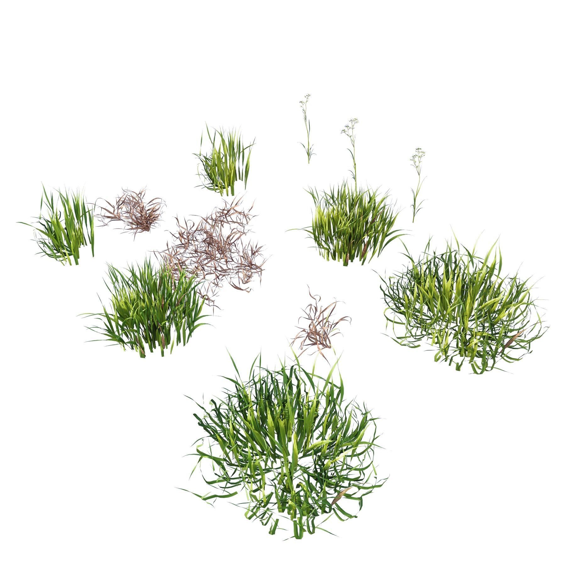 Grass Beautiful Lawn With Libertia Grandiflora Version2 3D model_2