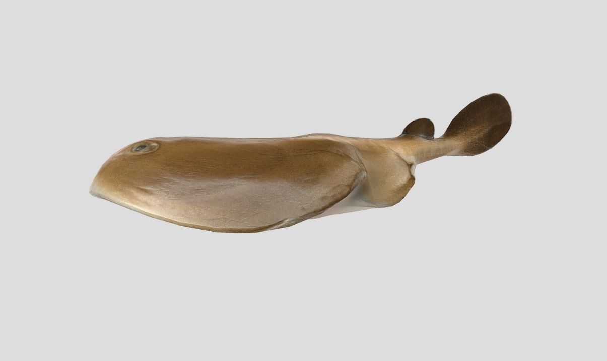 Sleeper Ray Realistic Animated Low-poly 3D model_8