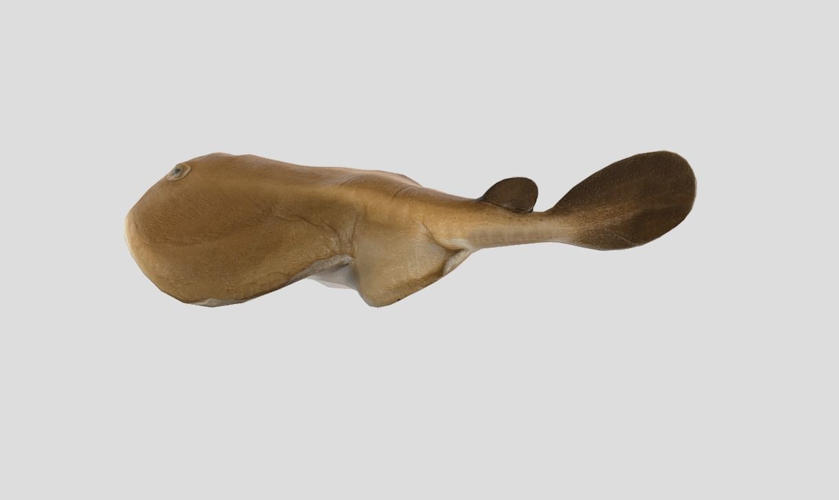 Sleeper Ray Realistic Animated Low-poly 3D model_10